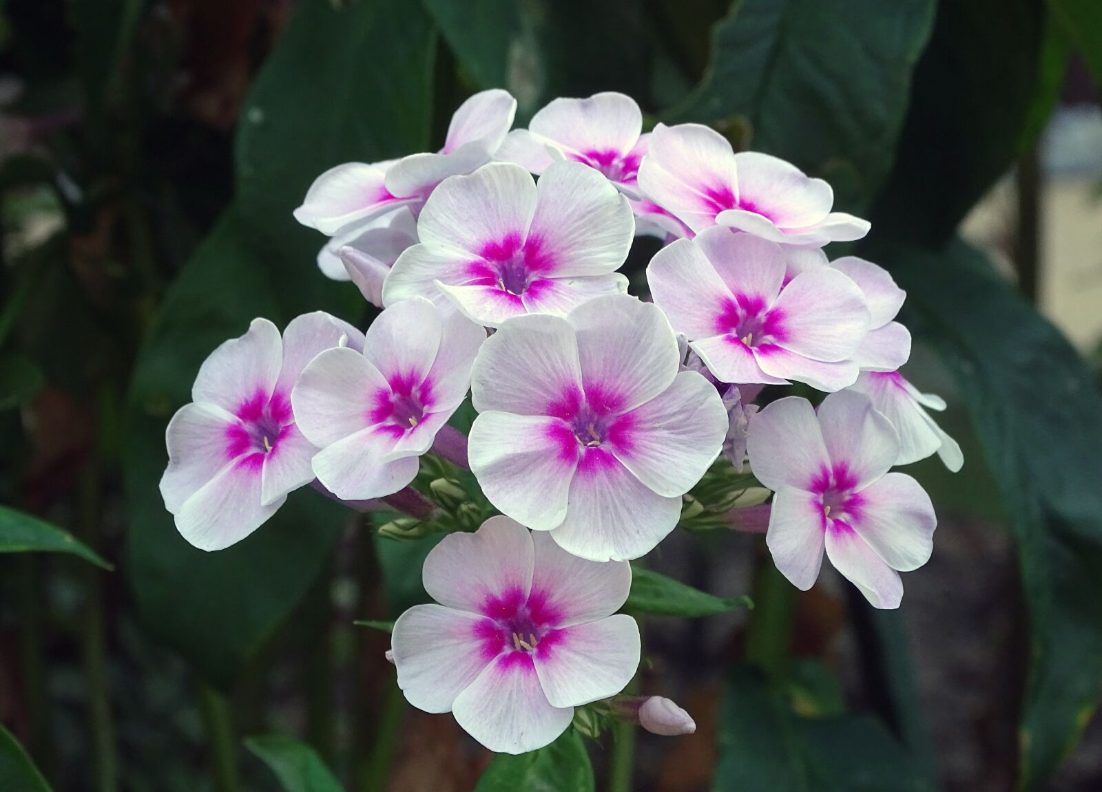Sony Cyber-shot DSC-HX400V sample photo. Flame flower, phlox, greek photography