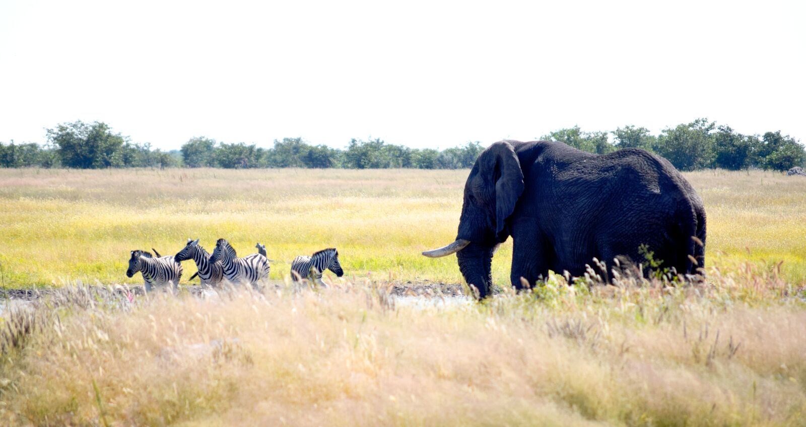 Nikon D5300 sample photo. Elephant, zebra, etosha photography