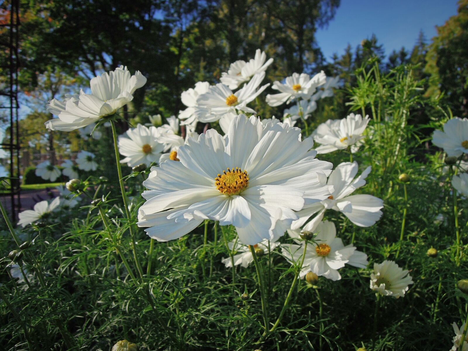 Nikon Coolpix P300 sample photo. Flower, white, nature photography