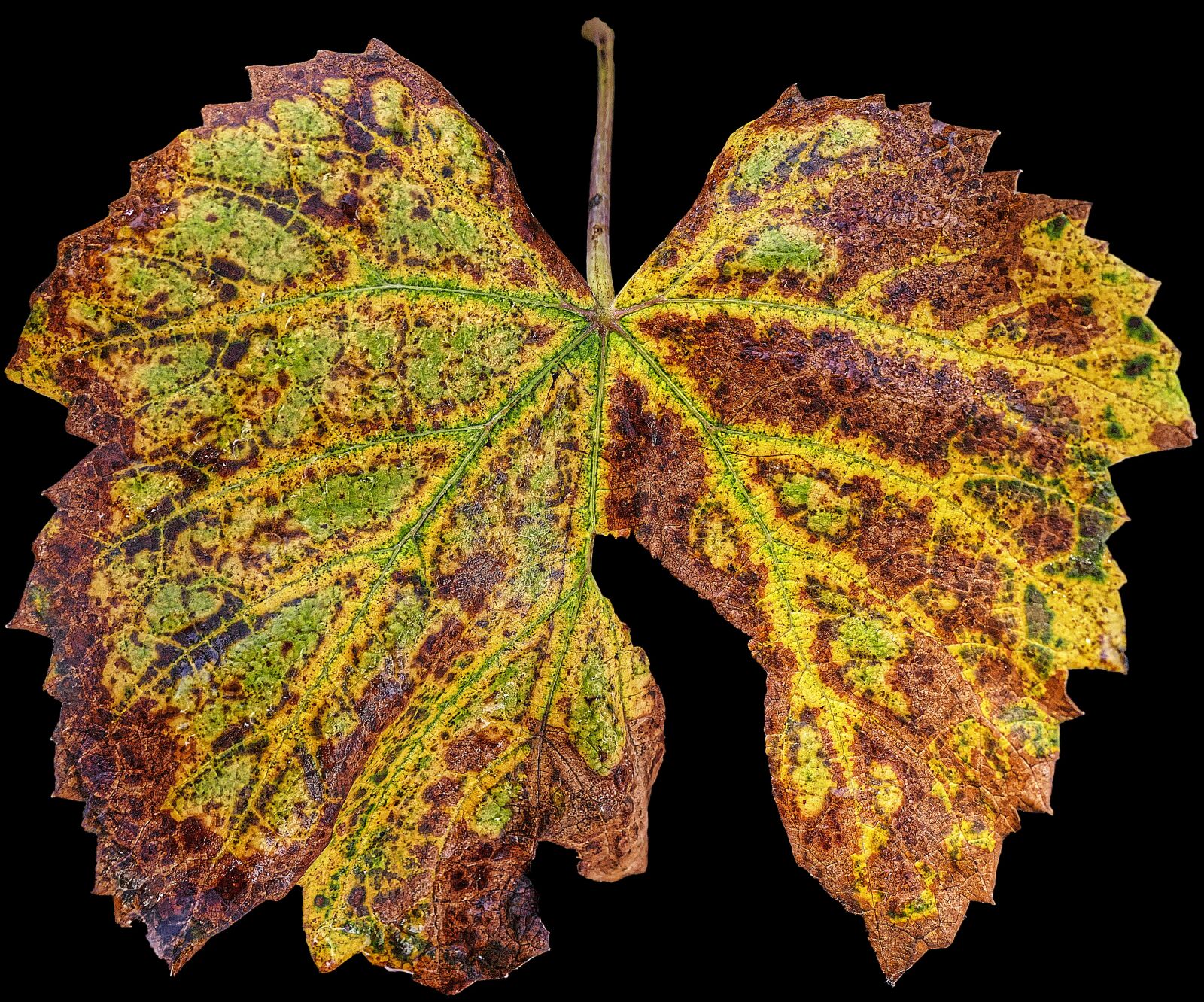 Panasonic Lumix DMC-FZ1000 sample photo. Leaf, autumn, vine photography