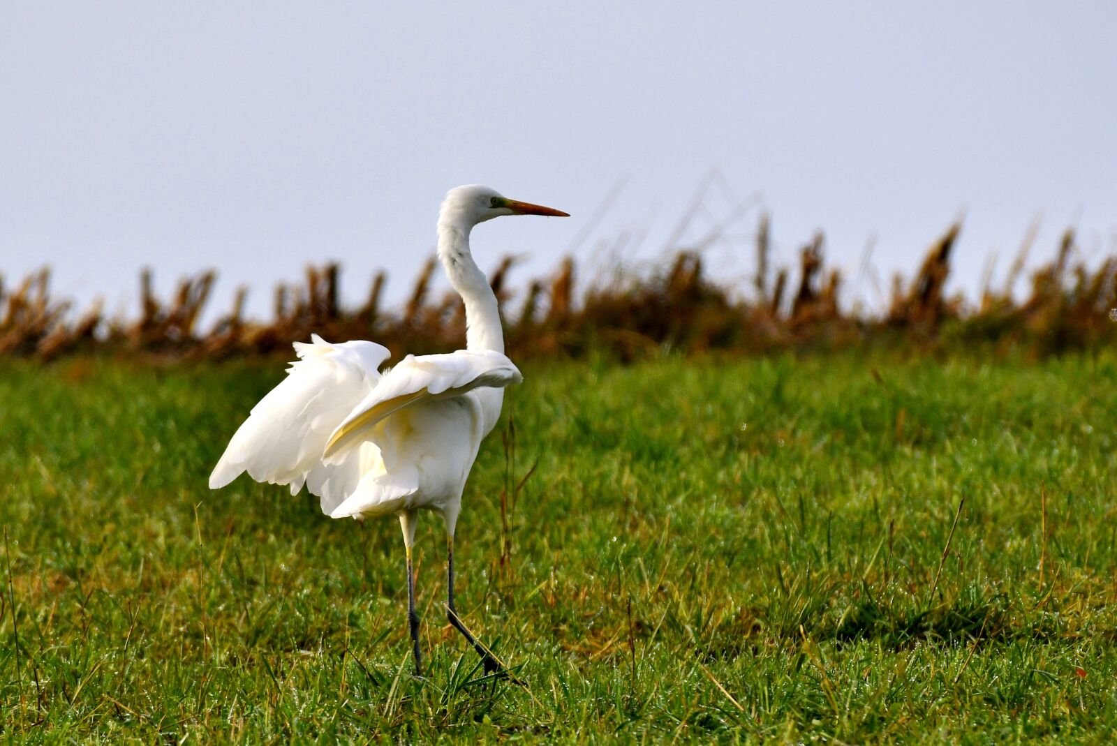Nikon D500 sample photo. Egret, bird, heron photography