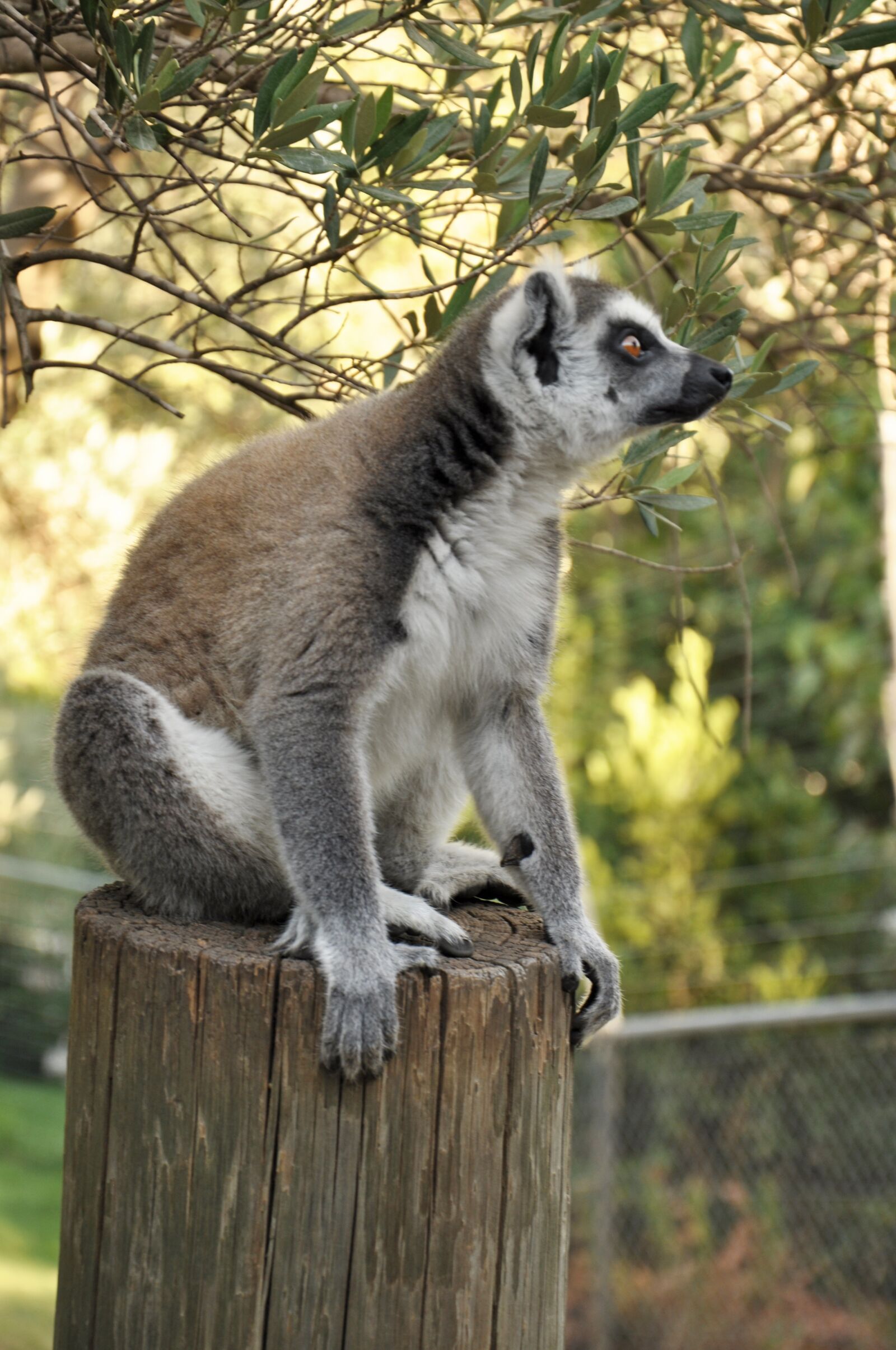 Nikon D90 sample photo. Lemur, animal, zoo photography