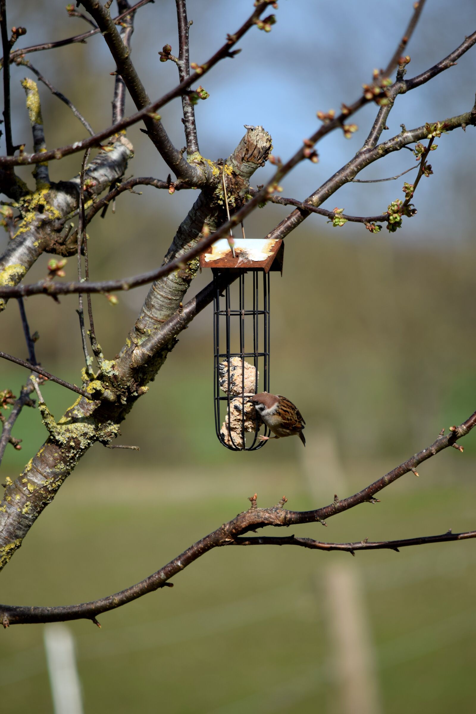 Nikon D5300 sample photo. Sparrow, bird, sperling photography