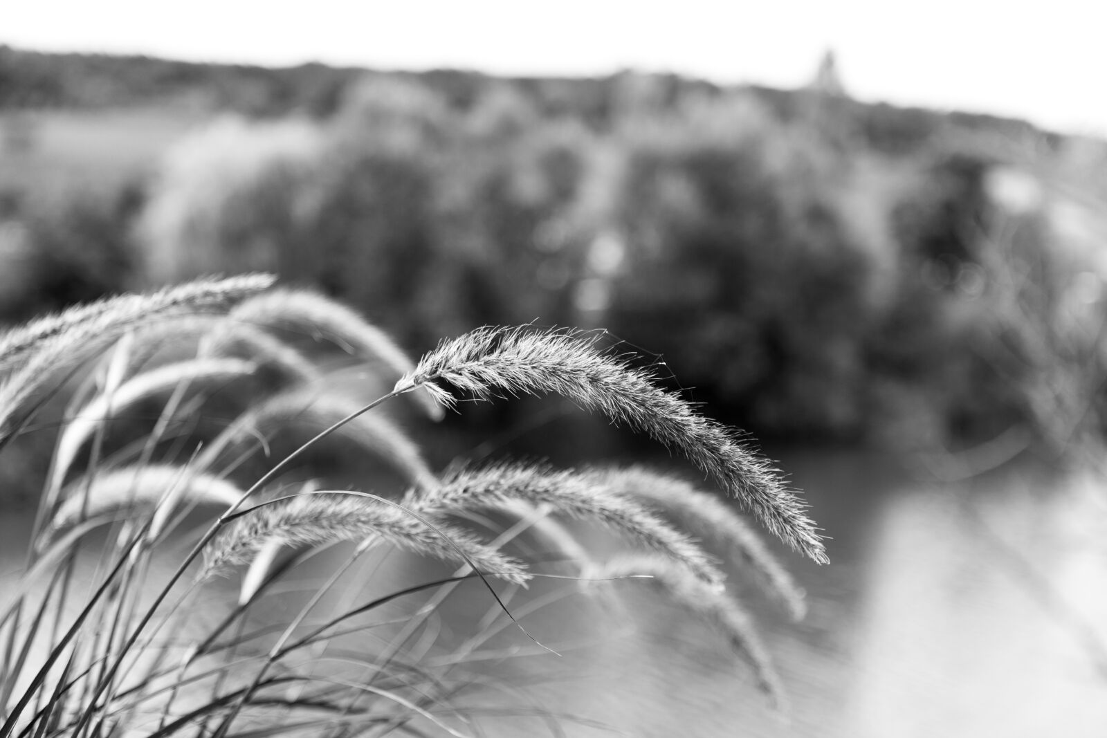 Canon EOS 5D Mark II sample photo. Grass, river, nature photography