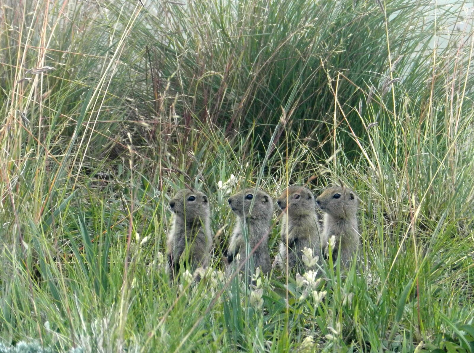 Nikon Coolpix P500 sample photo. Gophers, evraiki, rodents photography