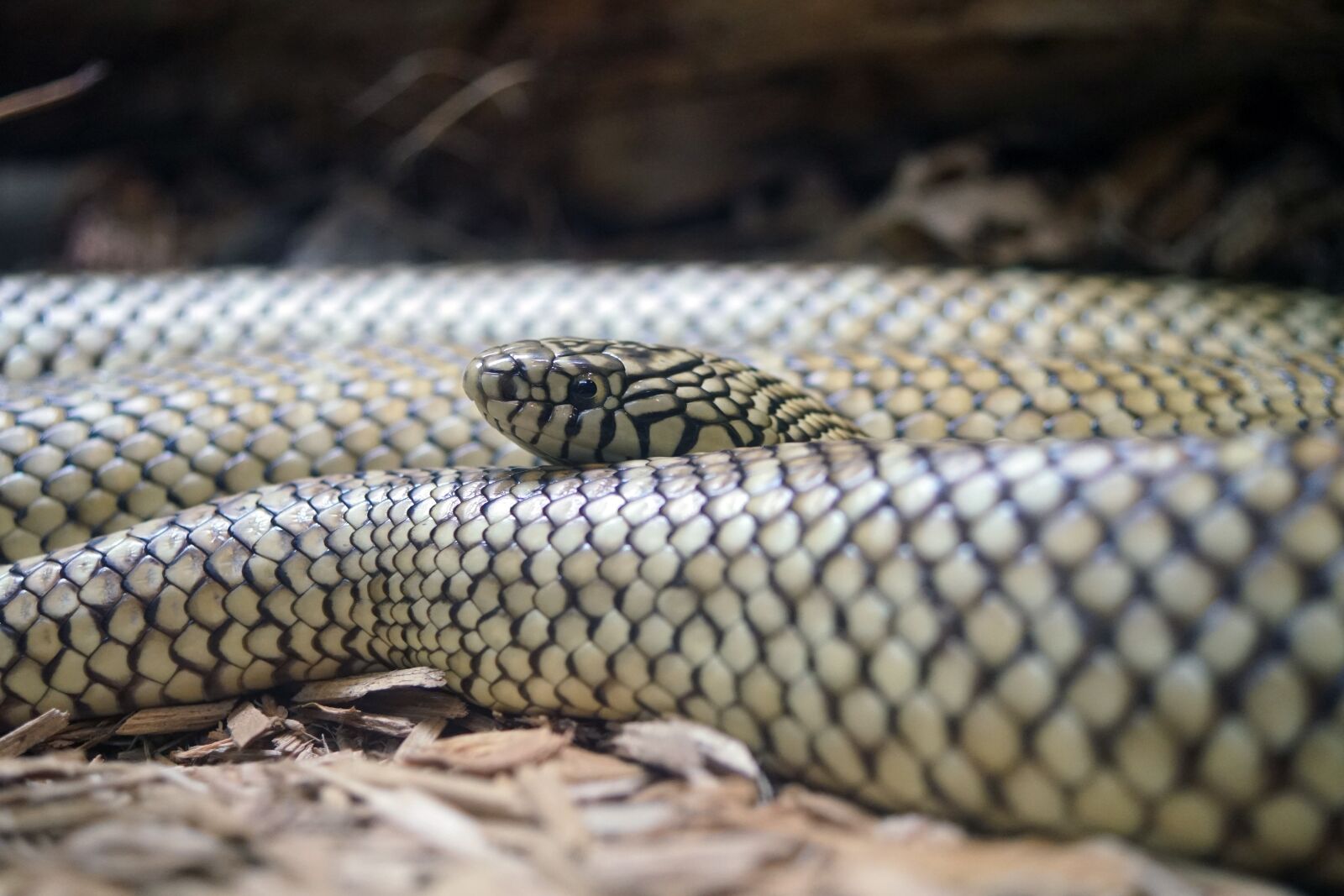 Sony DT 30mm F2.8 Macro SAM sample photo. Brooks, florida, kingsnake photography