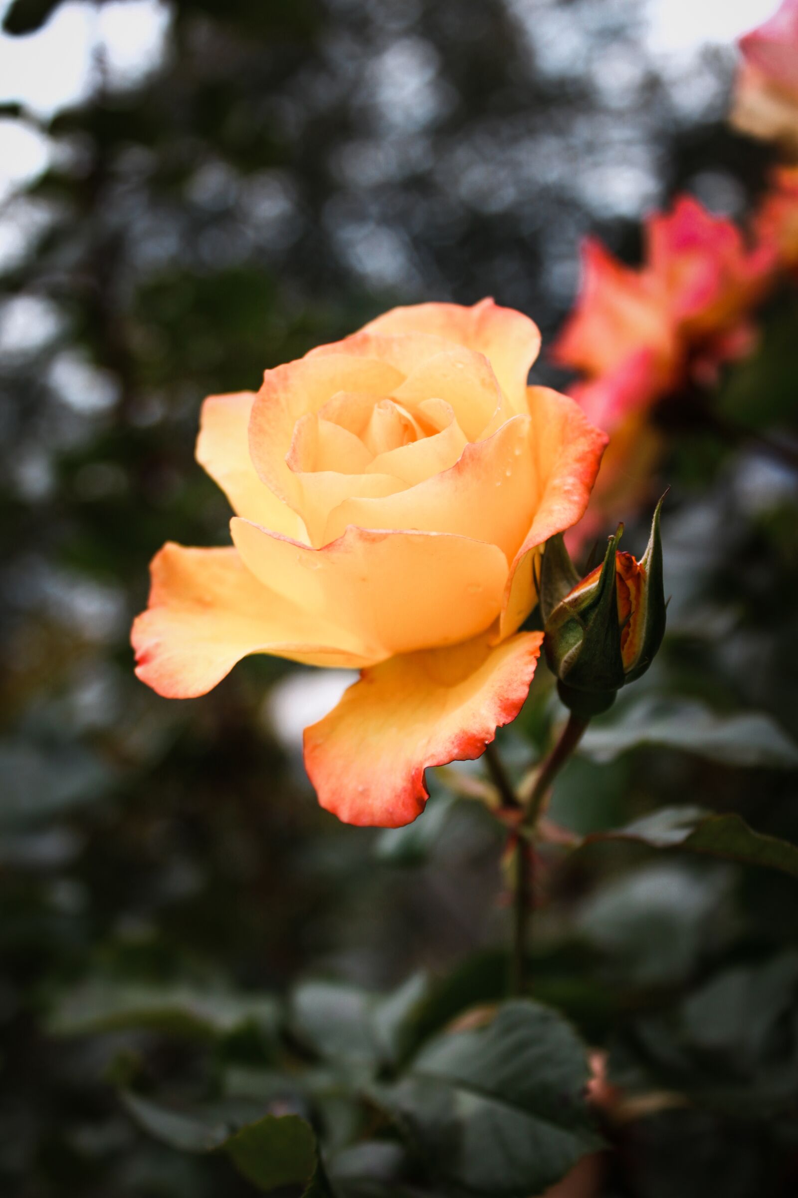 Canon EOS 500D (EOS Rebel T1i / EOS Kiss X3) sample photo. Rose, yellow, yellow rose photography