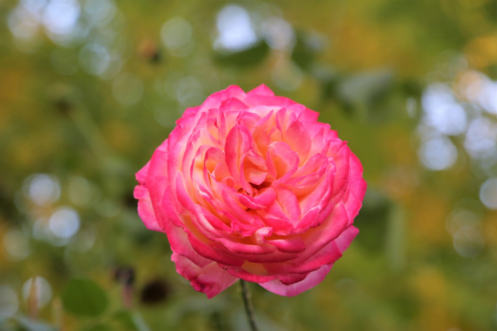 Canon EF 24-105mm F4L IS USM sample photo. Rose, flower, nature photography