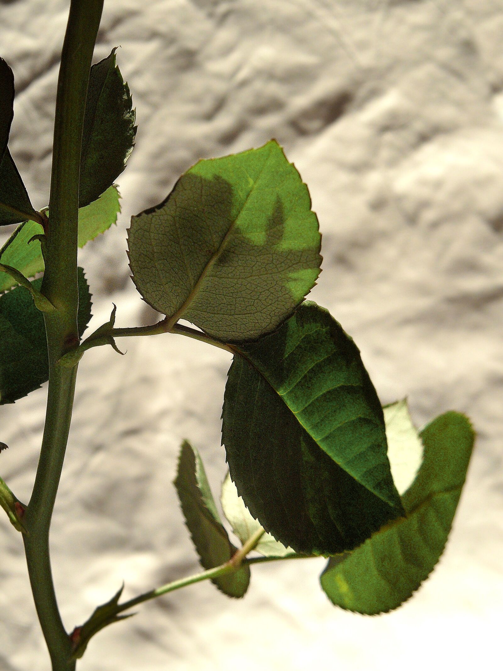 Samsung WB600 / VLUU WB600 /  WB610 sample photo. Leaf, shadows, rosa photography