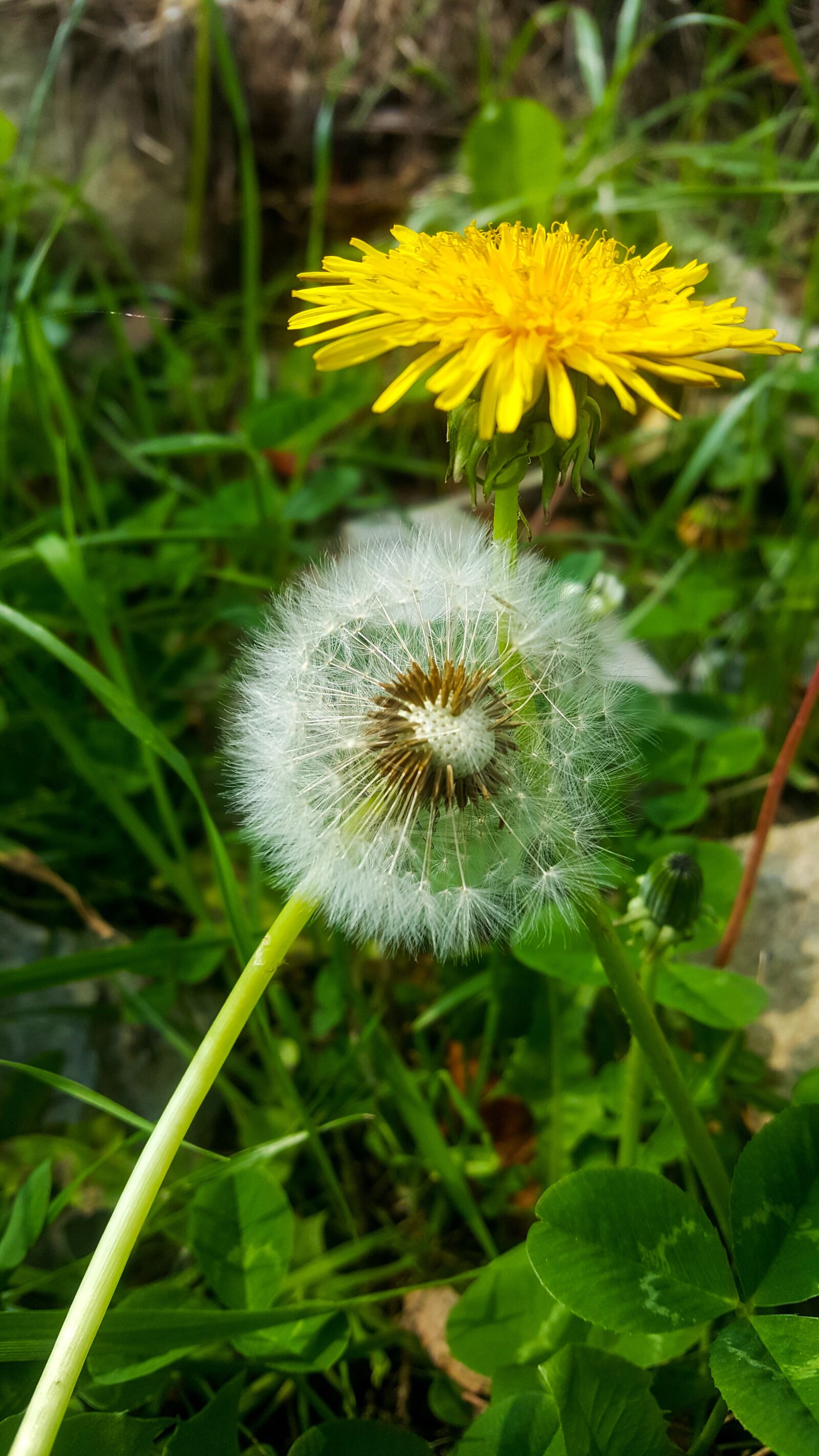 Samsung Galaxy S6 sample photo. Nature, plant, flower photography