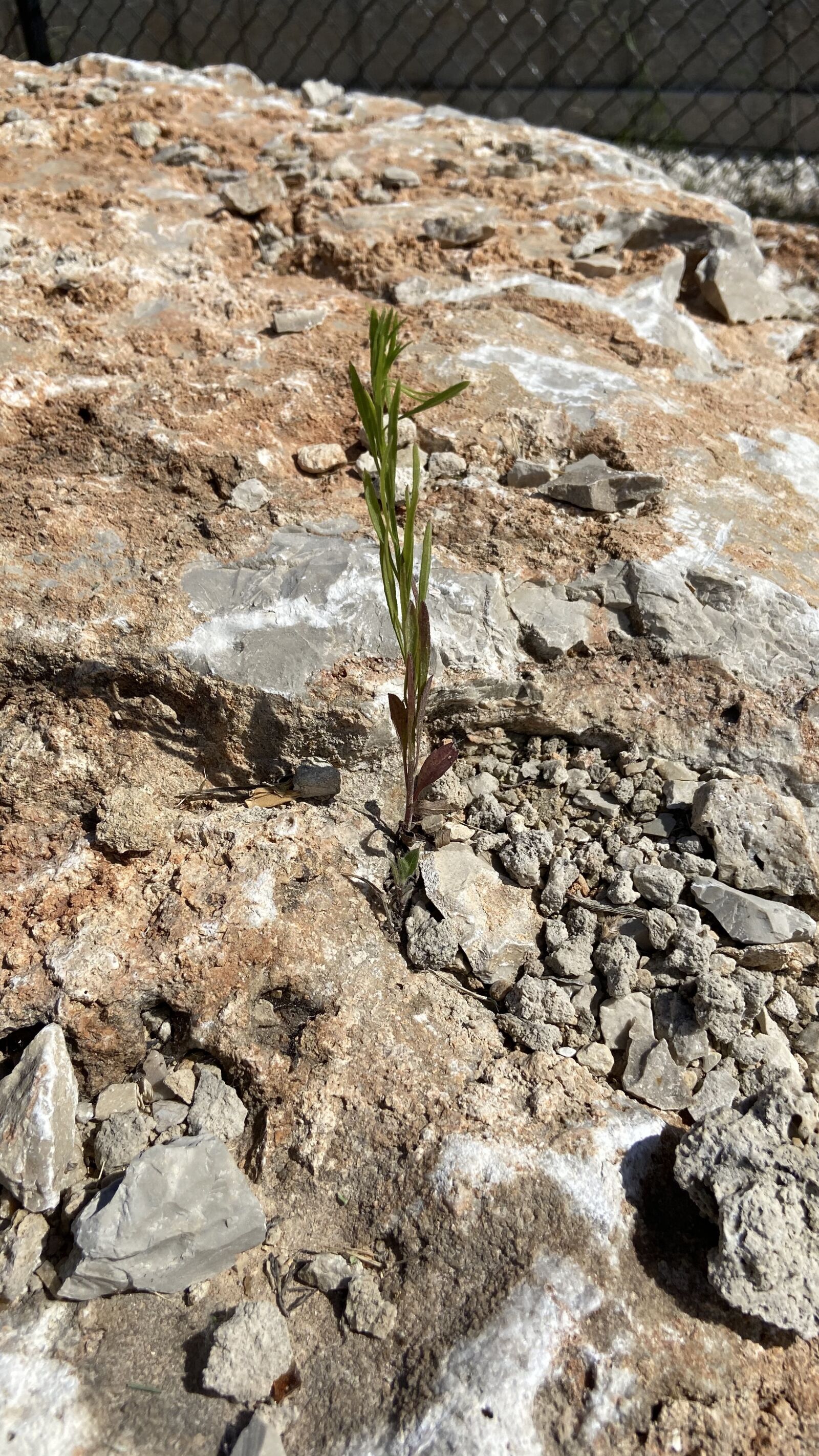Apple iPhone 11 sample photo. Growth, seedling, plant photography