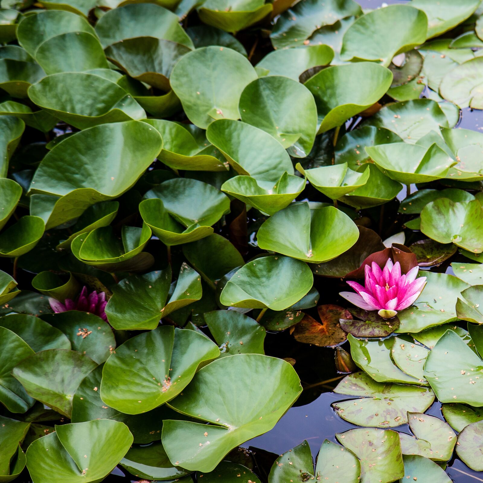 Canon EOS 70D sample photo. Flora, waterlily, lake photography