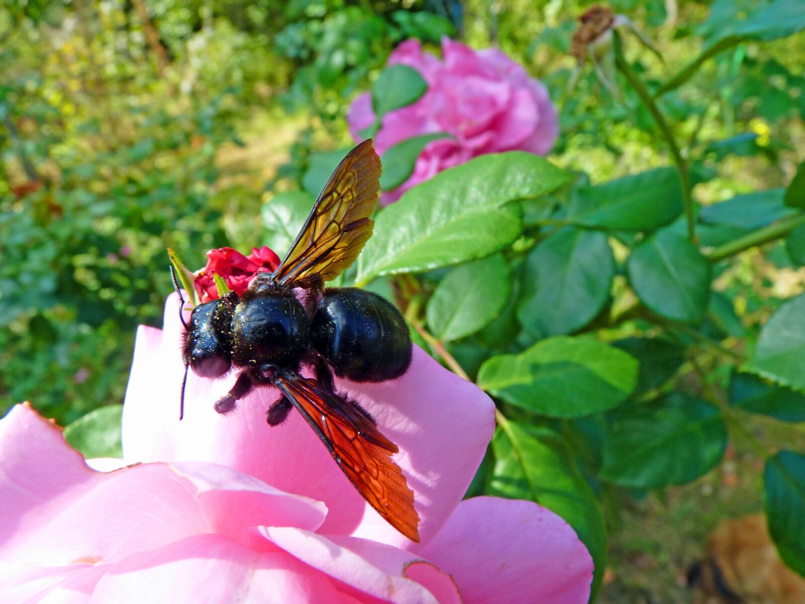 Panasonic Lumix DMC-FZ35 (Lumix DMC-FZ38) sample photo. Carpenter bee, insect, forage photography