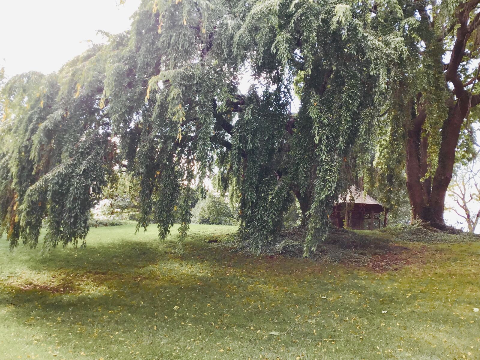 Apple iPad (7th generation) sample photo. Nature, plants, trees photography