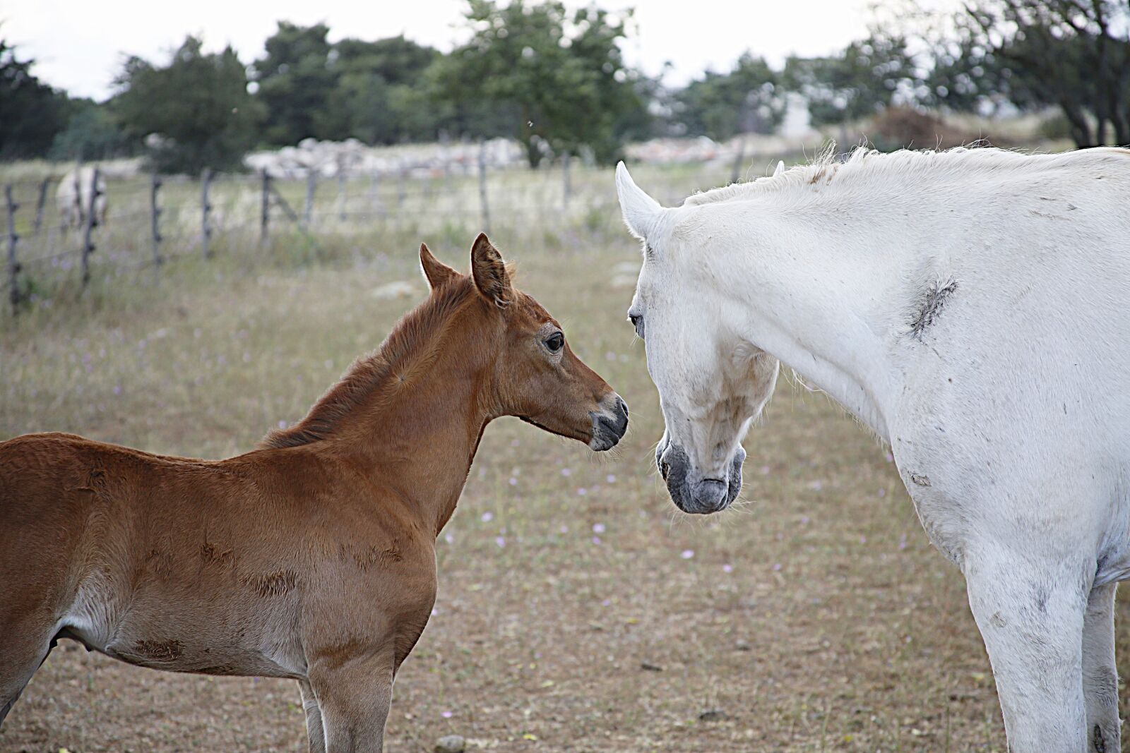 Canon EOS 5D Mark III sample photo. Horse, foal, mare photography