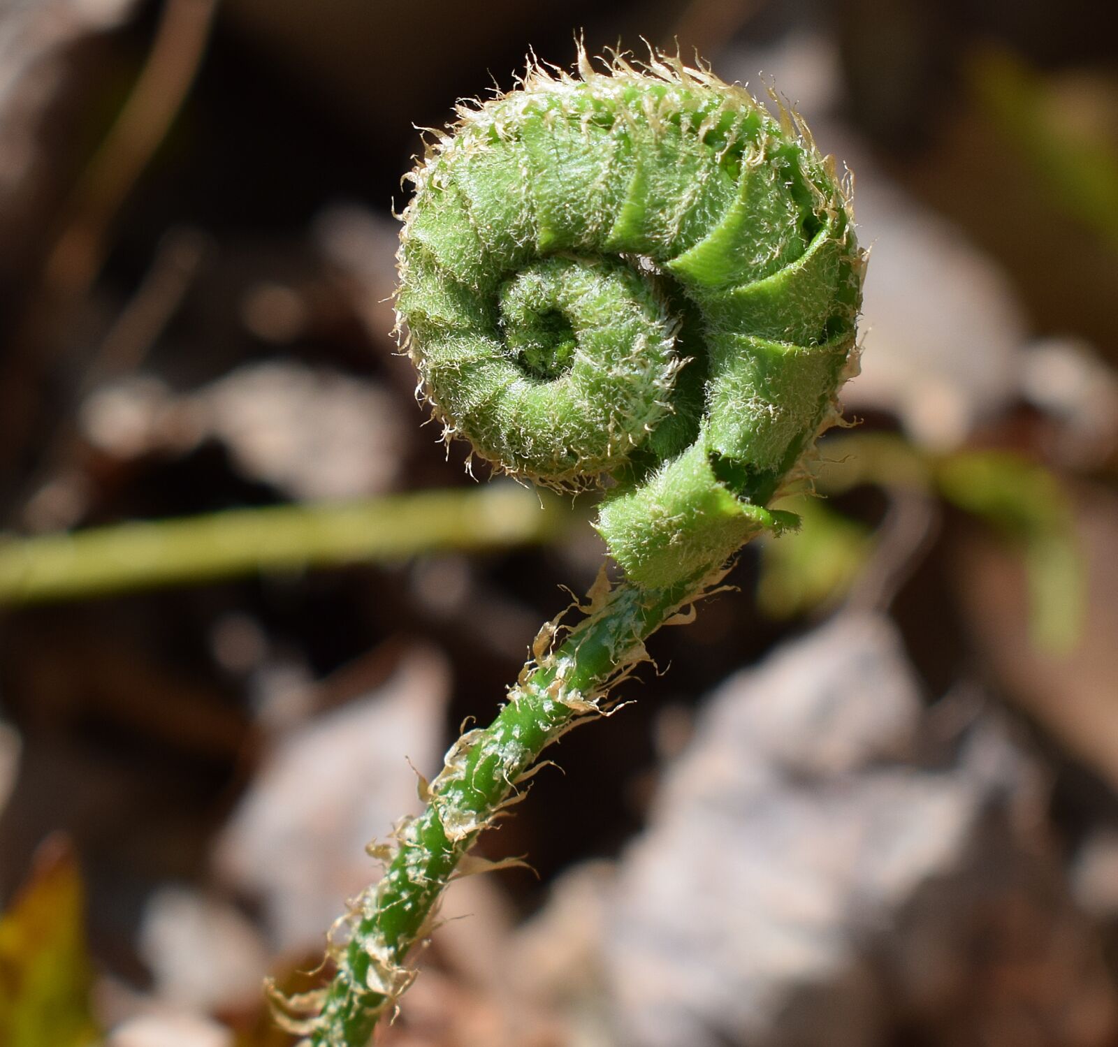 Nikon D3300 sample photo. Fern unfurling, close-up, fern photography
