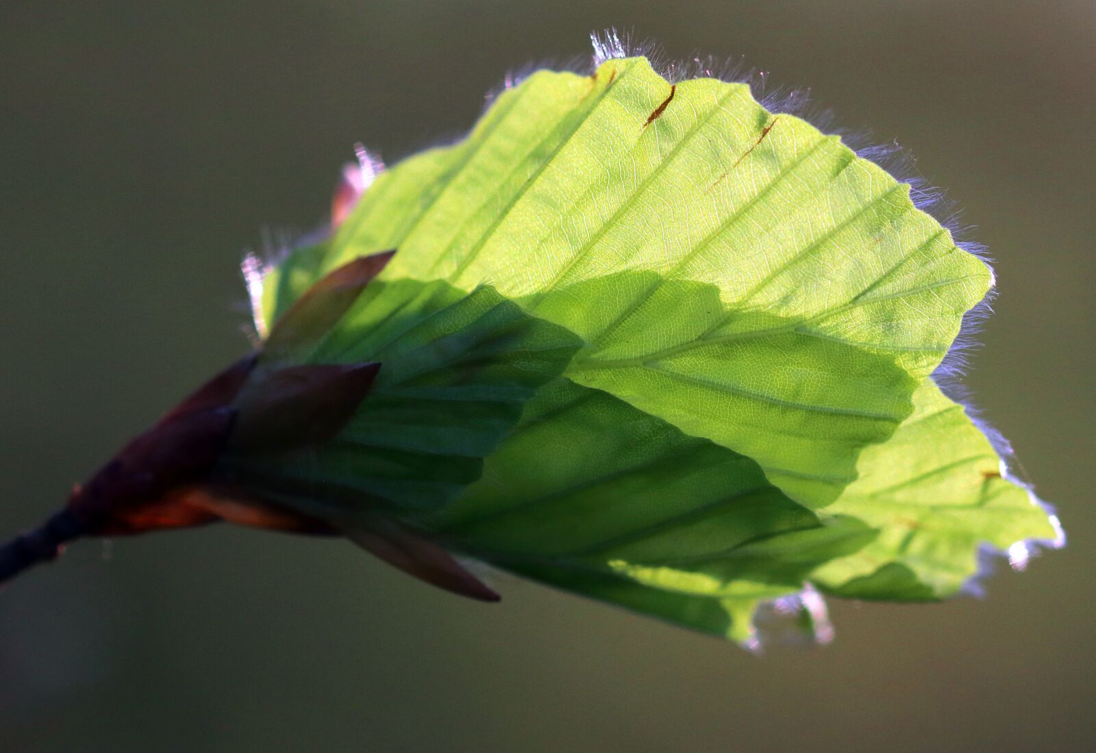 Canon EOS 80D sample photo. Leaves, spring, backlit photography