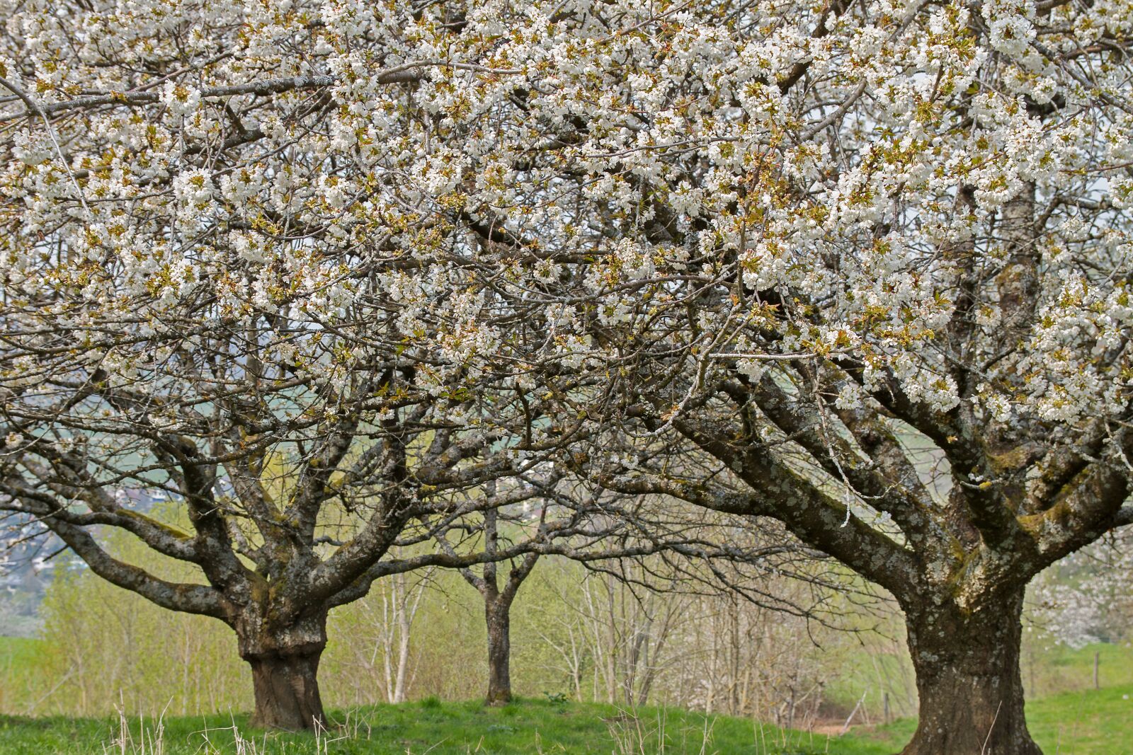 Canon EOS 7D sample photo. Cherry tree, high-stem, old photography