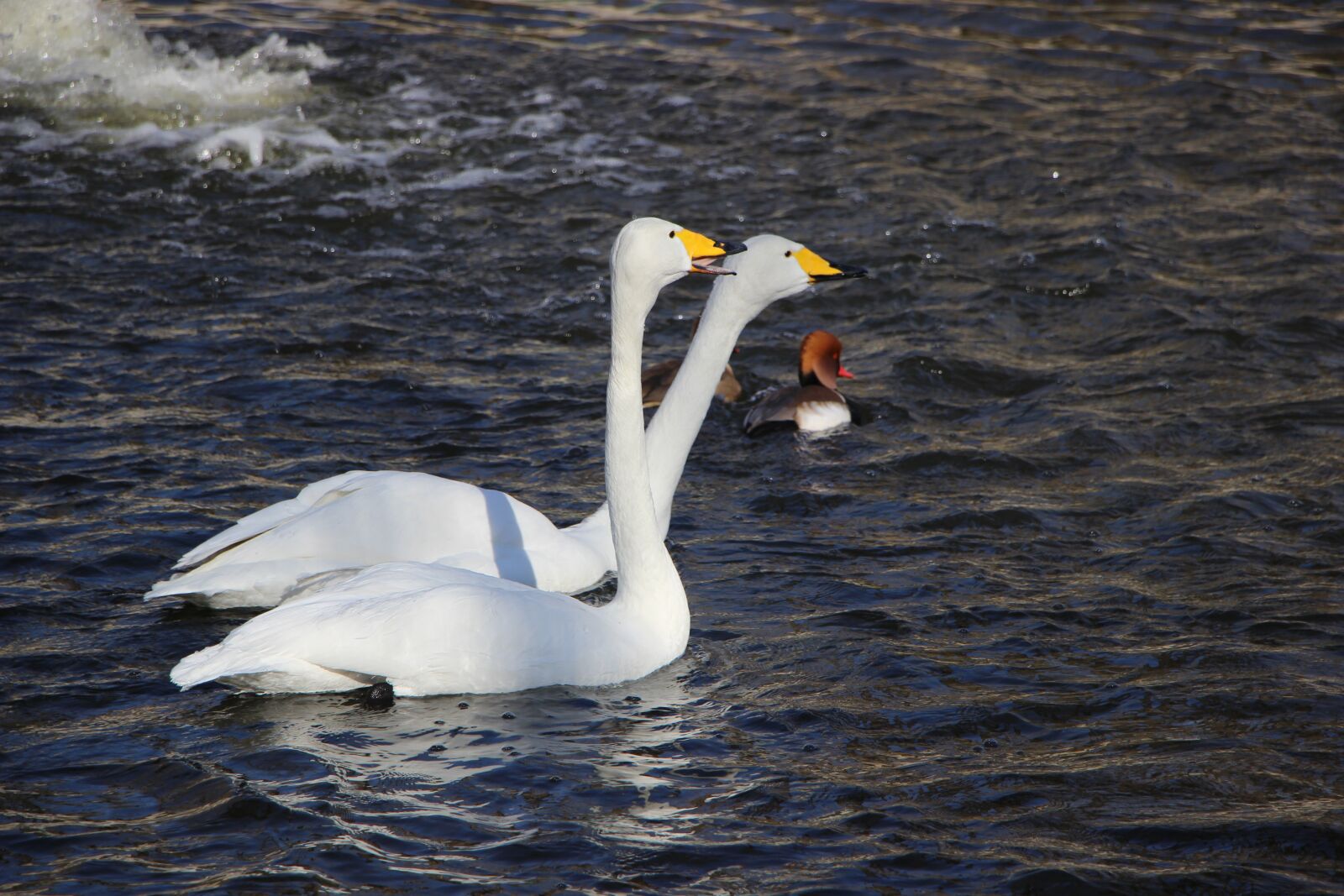 Canon EOS 600D (Rebel EOS T3i / EOS Kiss X5) + Canon EF-S 18-135mm F3.5-5.6 IS STM sample photo. Bird, water bird, swan photography