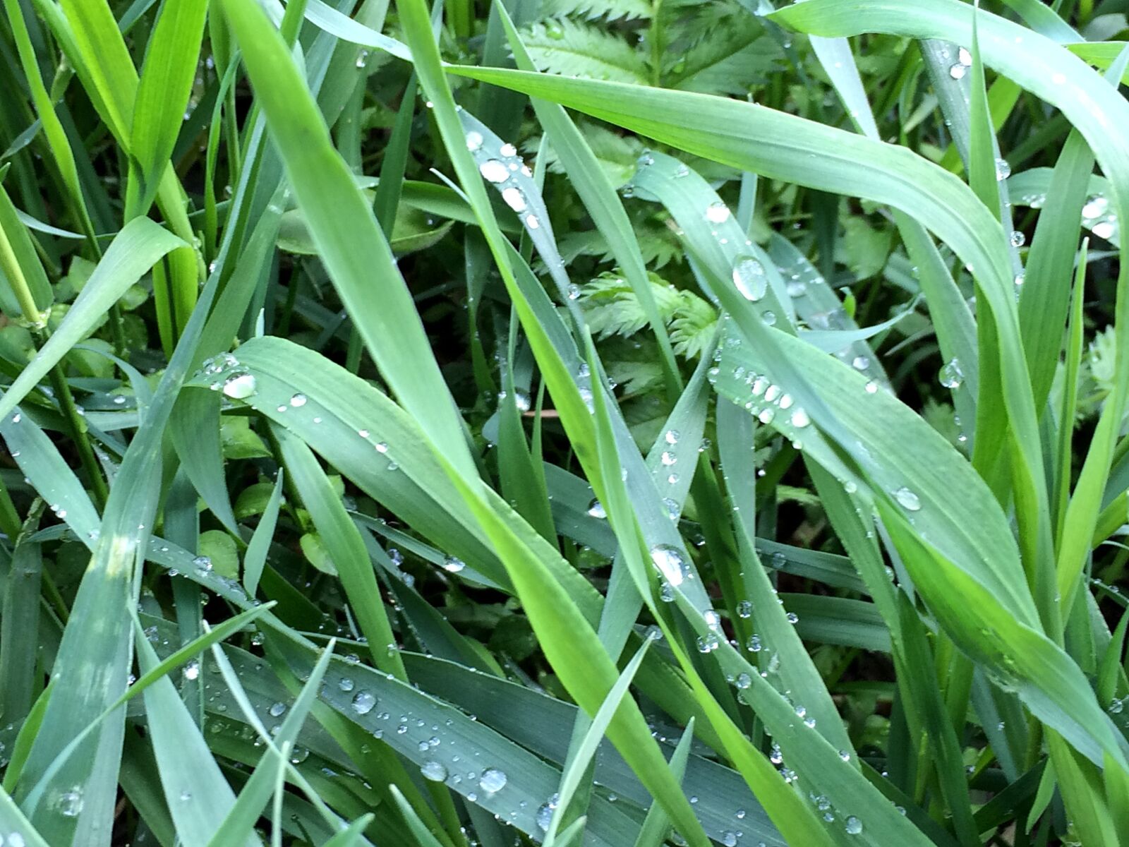iPhone 5s back camera 4.15mm f/2.2 sample photo. Grass, nature, green photography