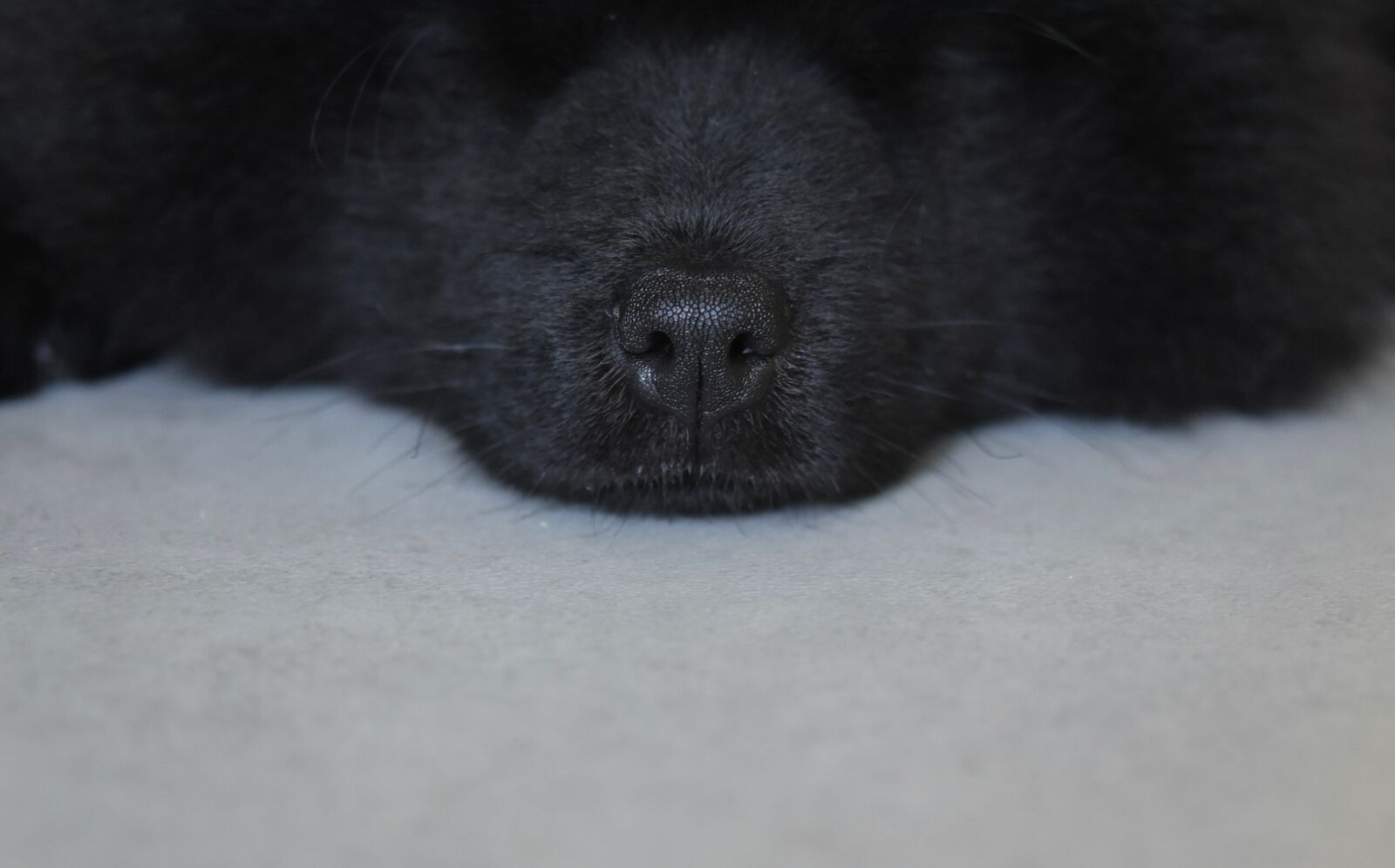 Nikon D5600 sample photo. Dog nose black, dog photography