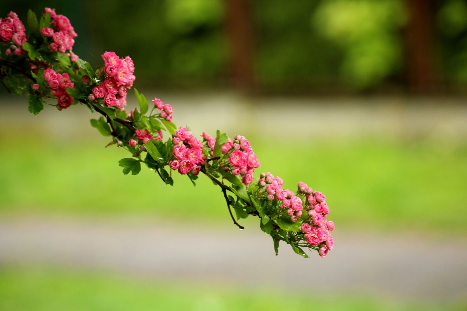 Canon EOS 1200D (EOS Rebel T5 / EOS Kiss X70 / EOS Hi) sample photo. Crataegus, tree, flowering photography