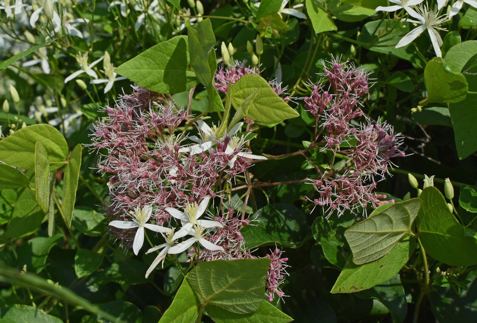 Nikon D3300 sample photo. Joe-pye weed and wild photography
