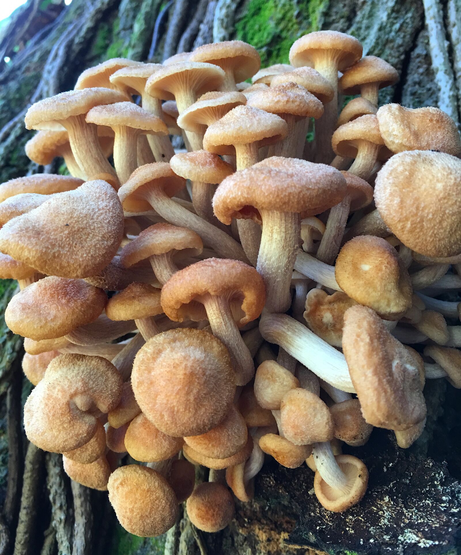 Apple iPhone 6s Plus sample photo. Fungi, mushrooms, nature photography
