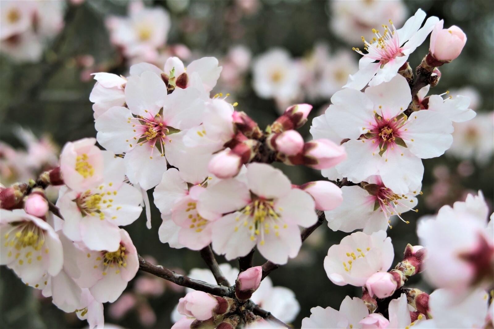 Canon PowerShot G7 X sample photo. Flower, cherry, branch photography
