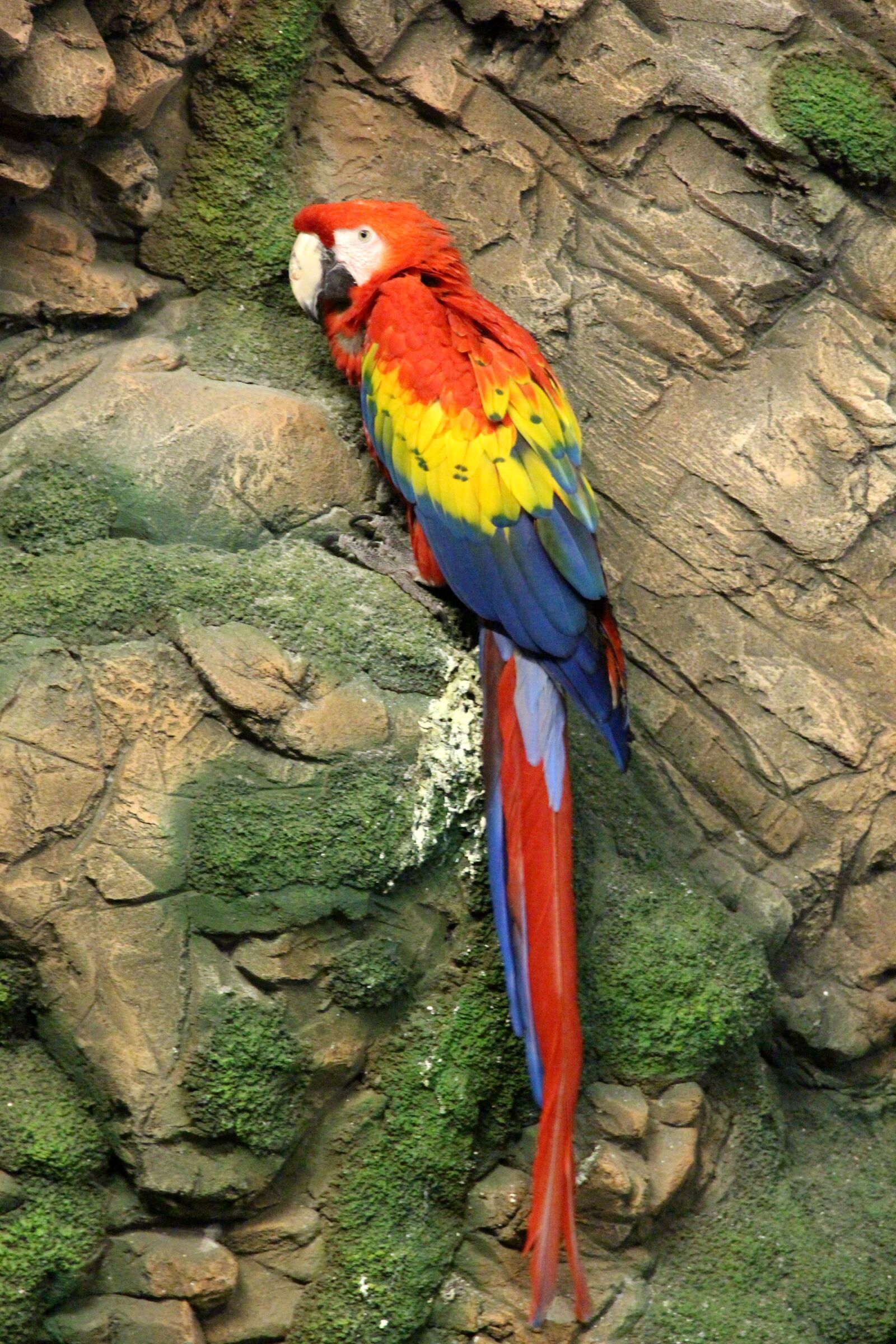 Canon EF-S 15-85mm F3.5-5.6 IS USM sample photo. Red macaw, ara macao photography
