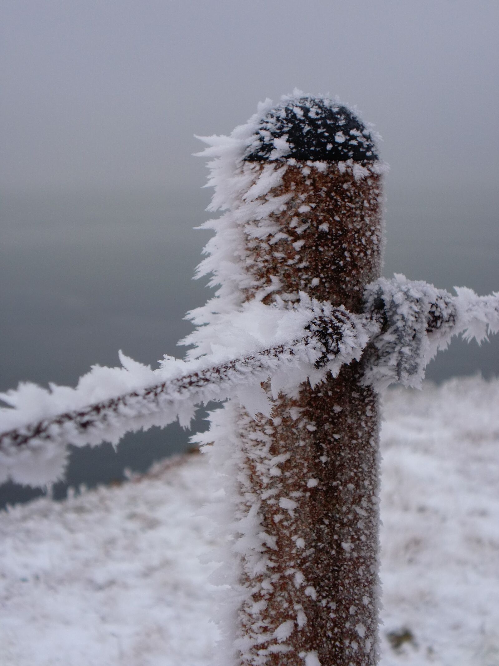 CASIO EX-Z90 sample photo. Ice, winter, frost photography