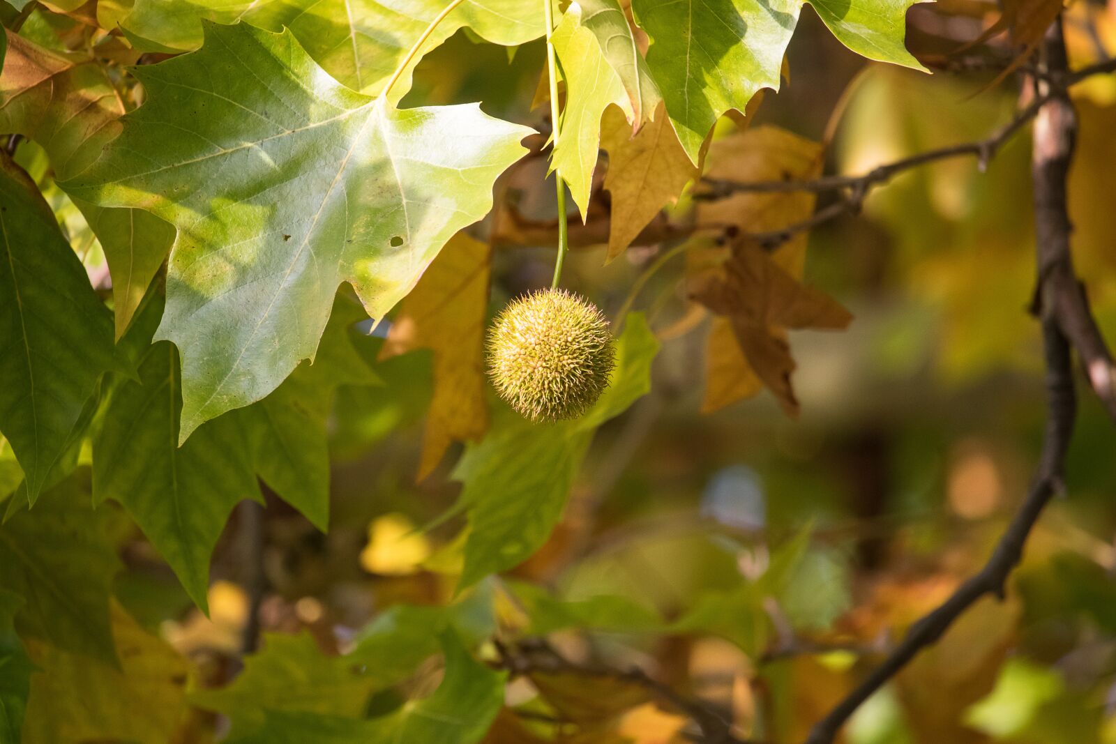 Canon EF-S 55-250mm F4-5.6 IS STM sample photo. Sycamore, fruit, maple leaved photography