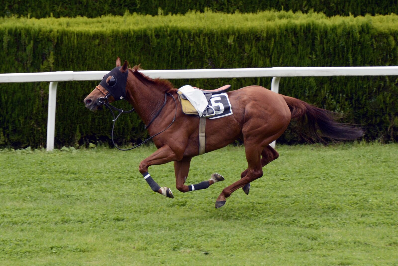 Nikon D7100 sample photo. Horse racing, racecourse, competition photography