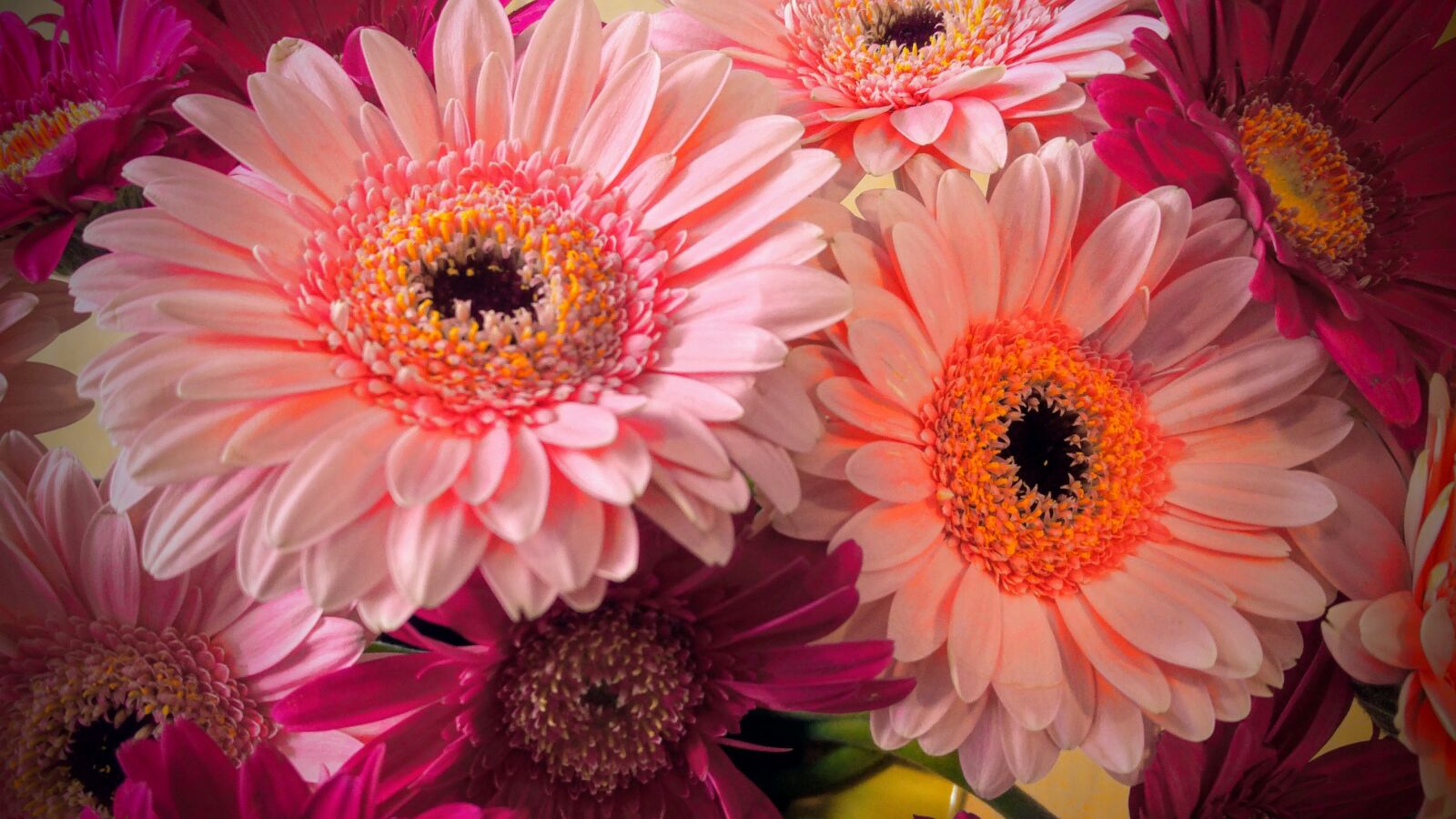 LG G4 sample photo. Plant, gerbera, nature photography