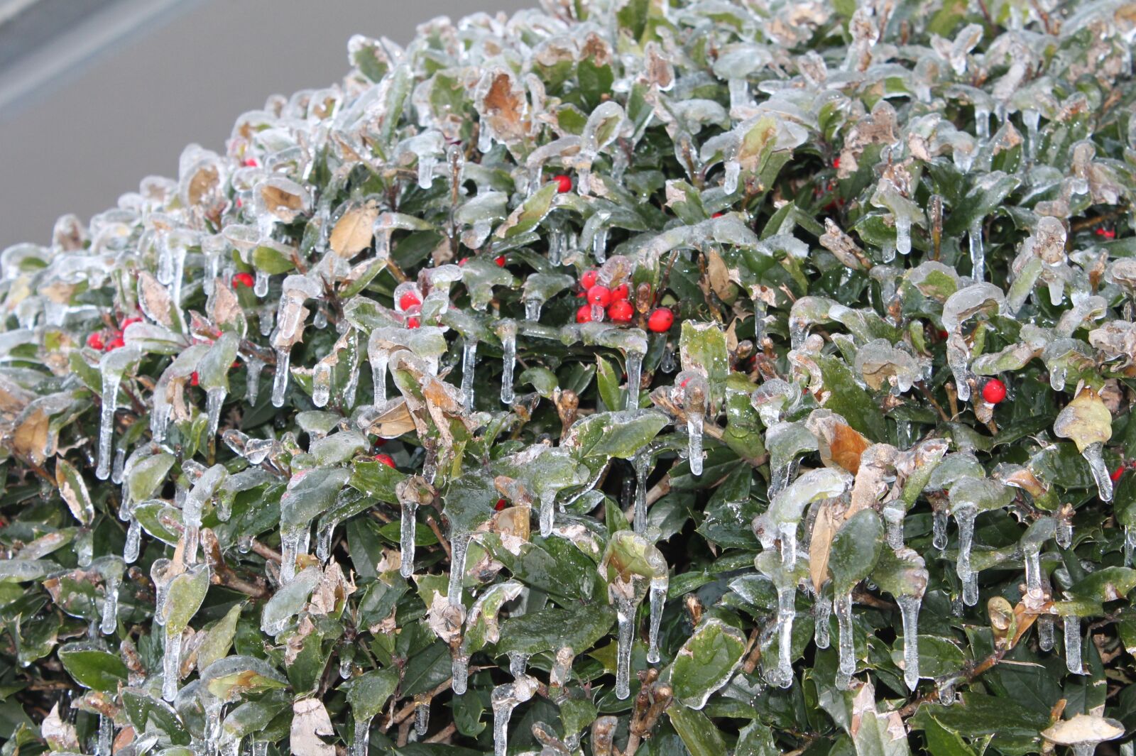 Canon EOS 1100D (EOS Rebel T3 / EOS Kiss X50) sample photo. Ice, winter, cold photography