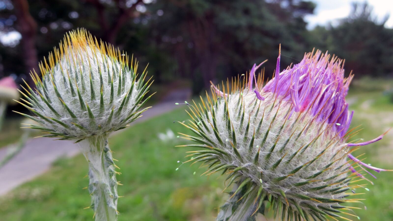 Canon PowerShot SX240 HS sample photo. Thistle, plant, flower photography
