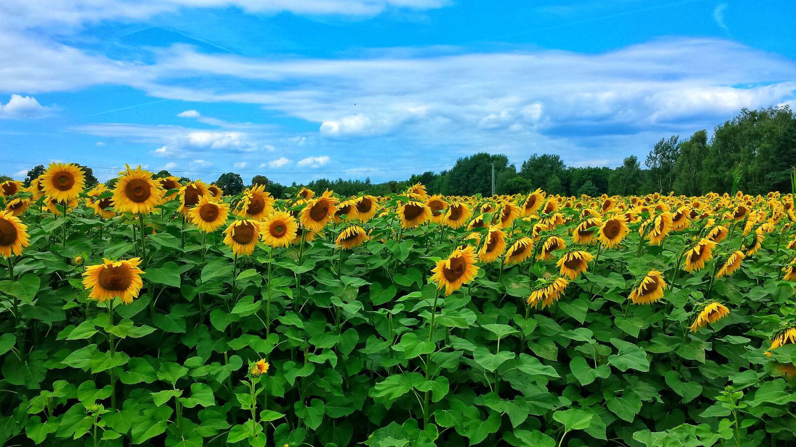 Samsung Galaxy S4 sample photo. Landscape, sunflower, sunflower field photography
