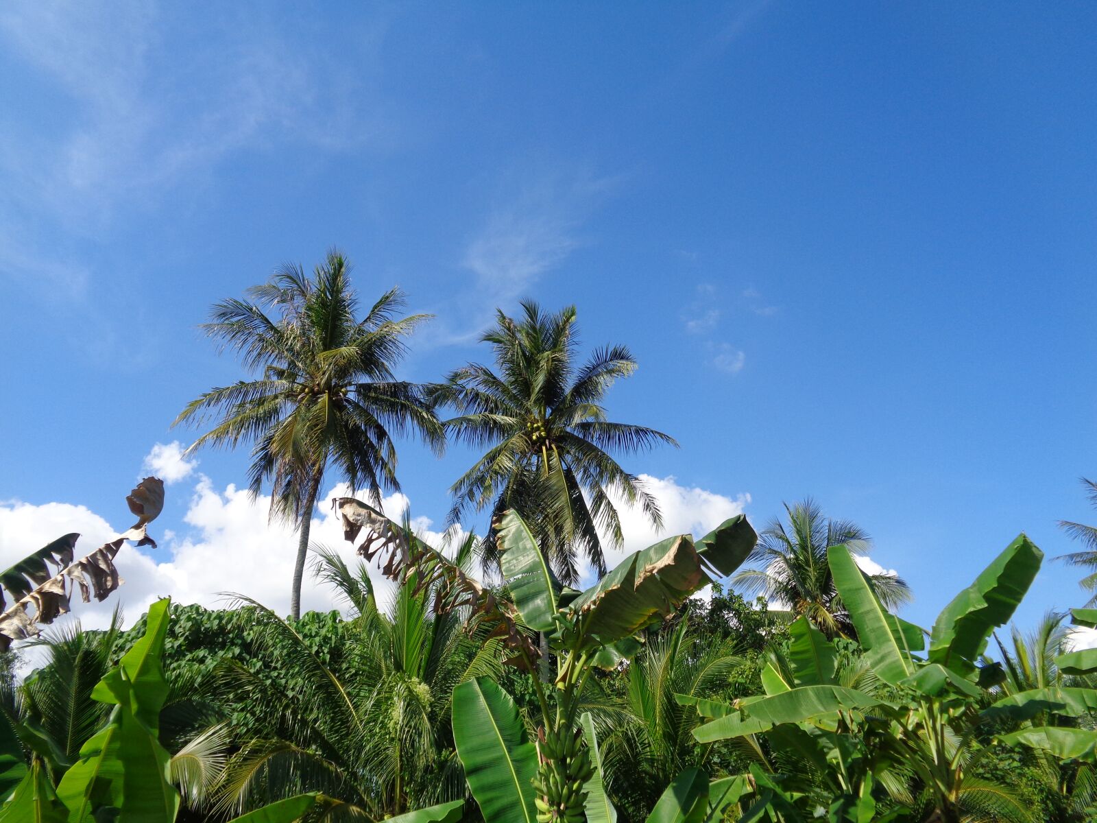 Sony Cyber-shot DSC-W830 sample photo. Blue, sky, coconut photography