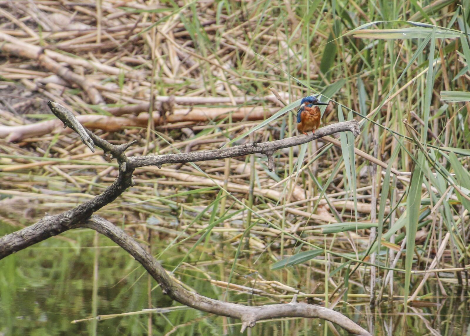 Canon EOS 70D sample photo. Kingfisher, bird, animal photography