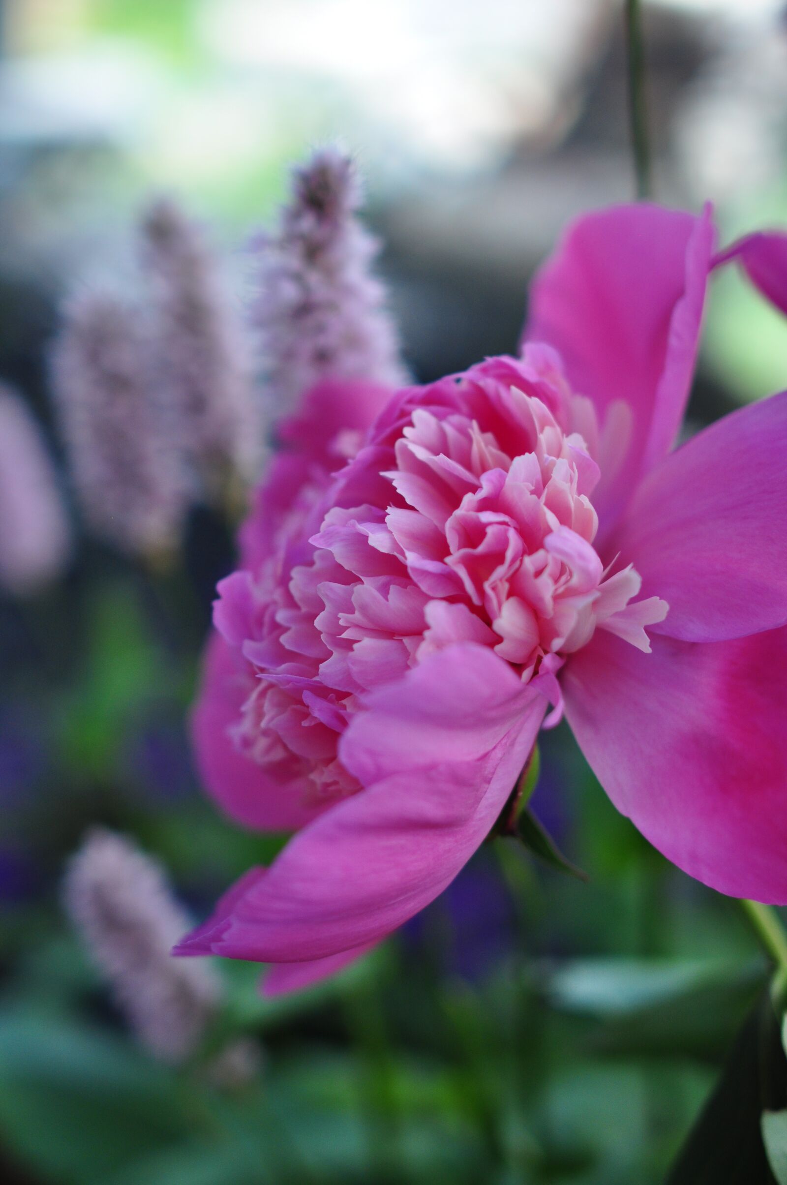 Nikon D90 sample photo. Pink, flower, nature photography