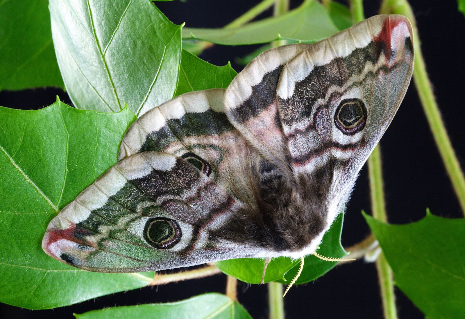 Canon EOS 350D (EOS Digital Rebel XT / EOS Kiss Digital N) sample photo. Moth, wings, antenna photography