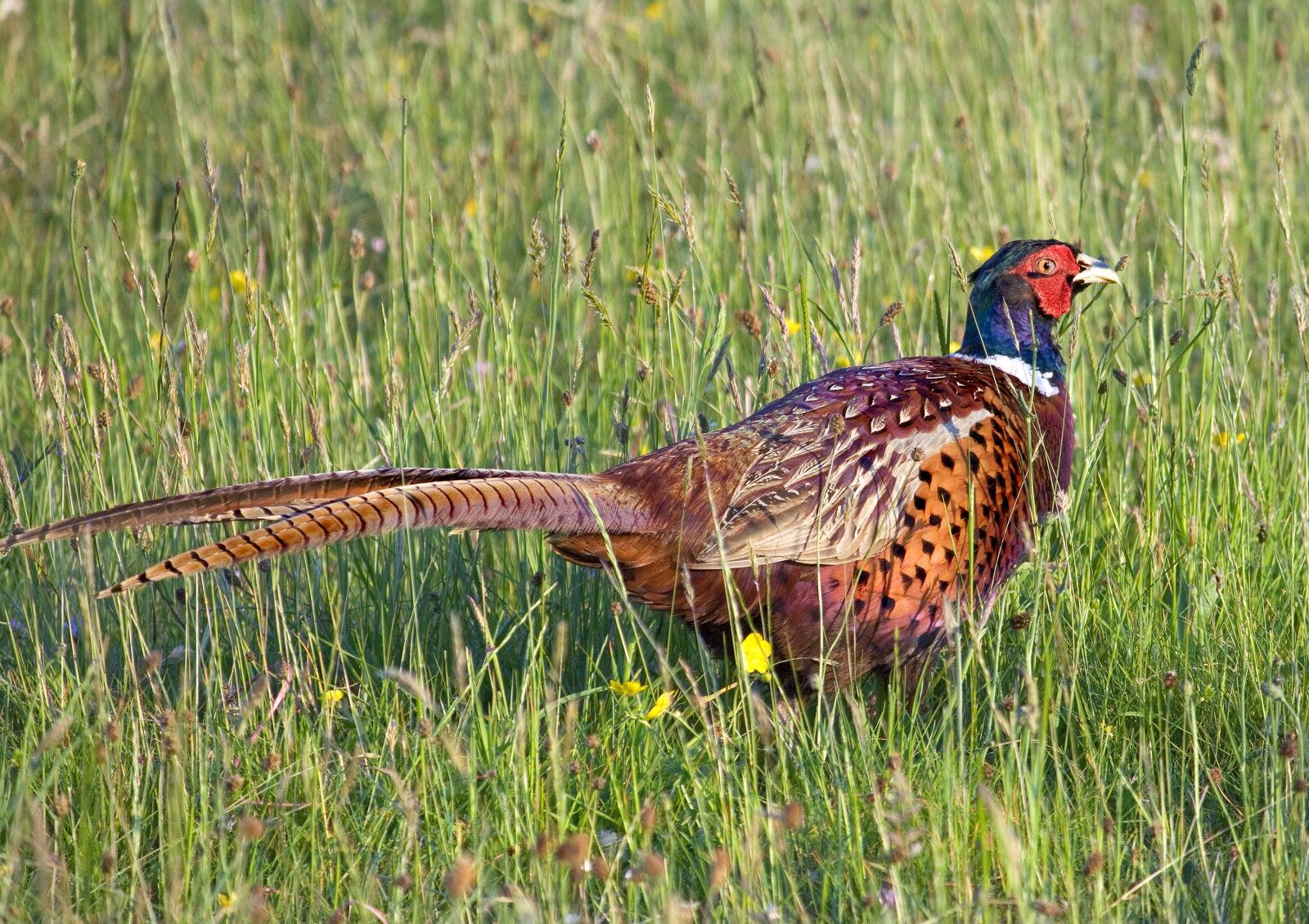 Canon EOS 50D sample photo. Pheasant, bird, game photography