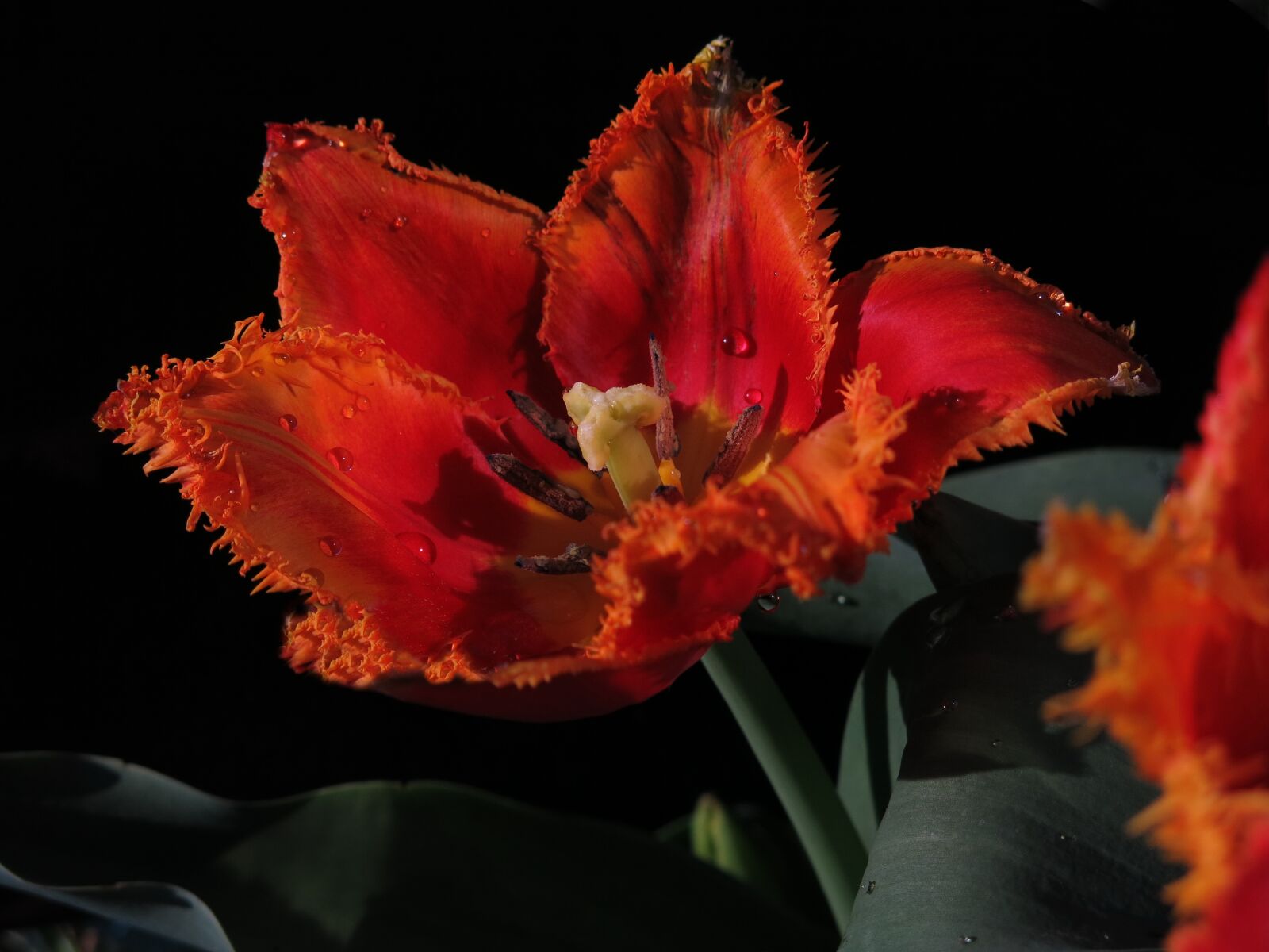 Canon PowerShot G15 sample photo. Tulip, fringed tulip, crispa photography