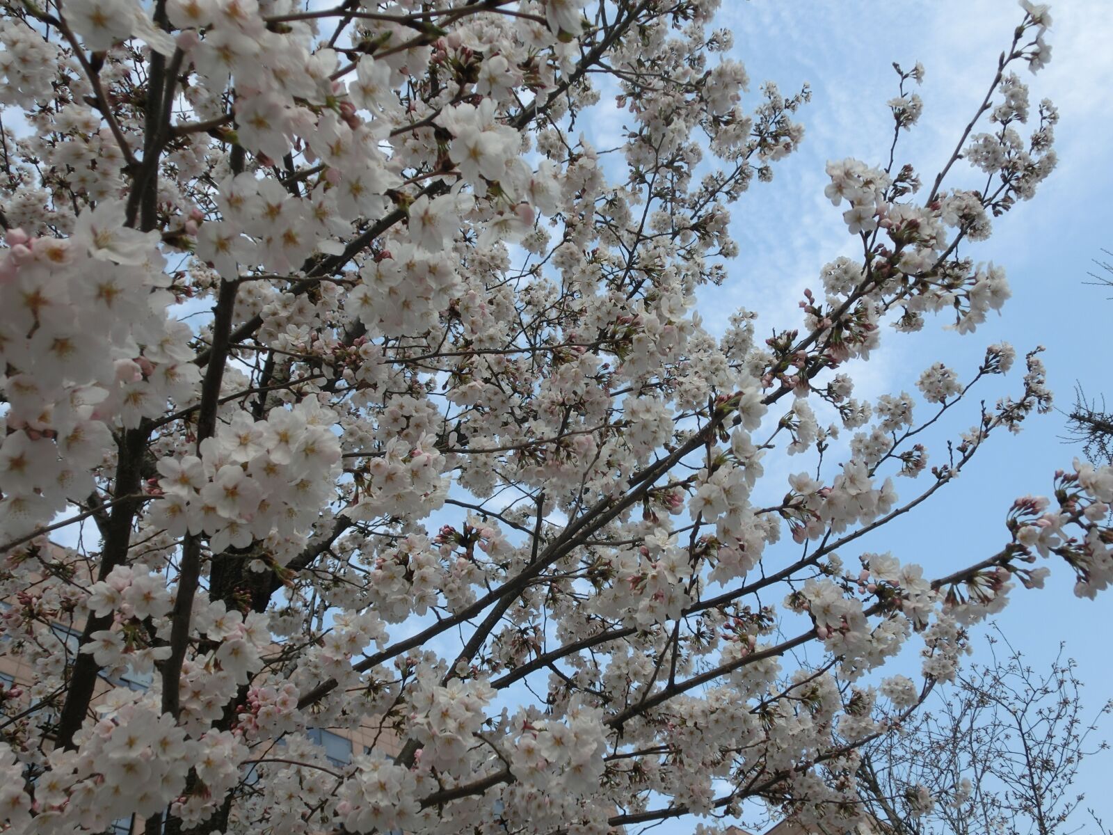CASIO EX-ZR1000 sample photo. Cherry blossoms, background, flowers photography