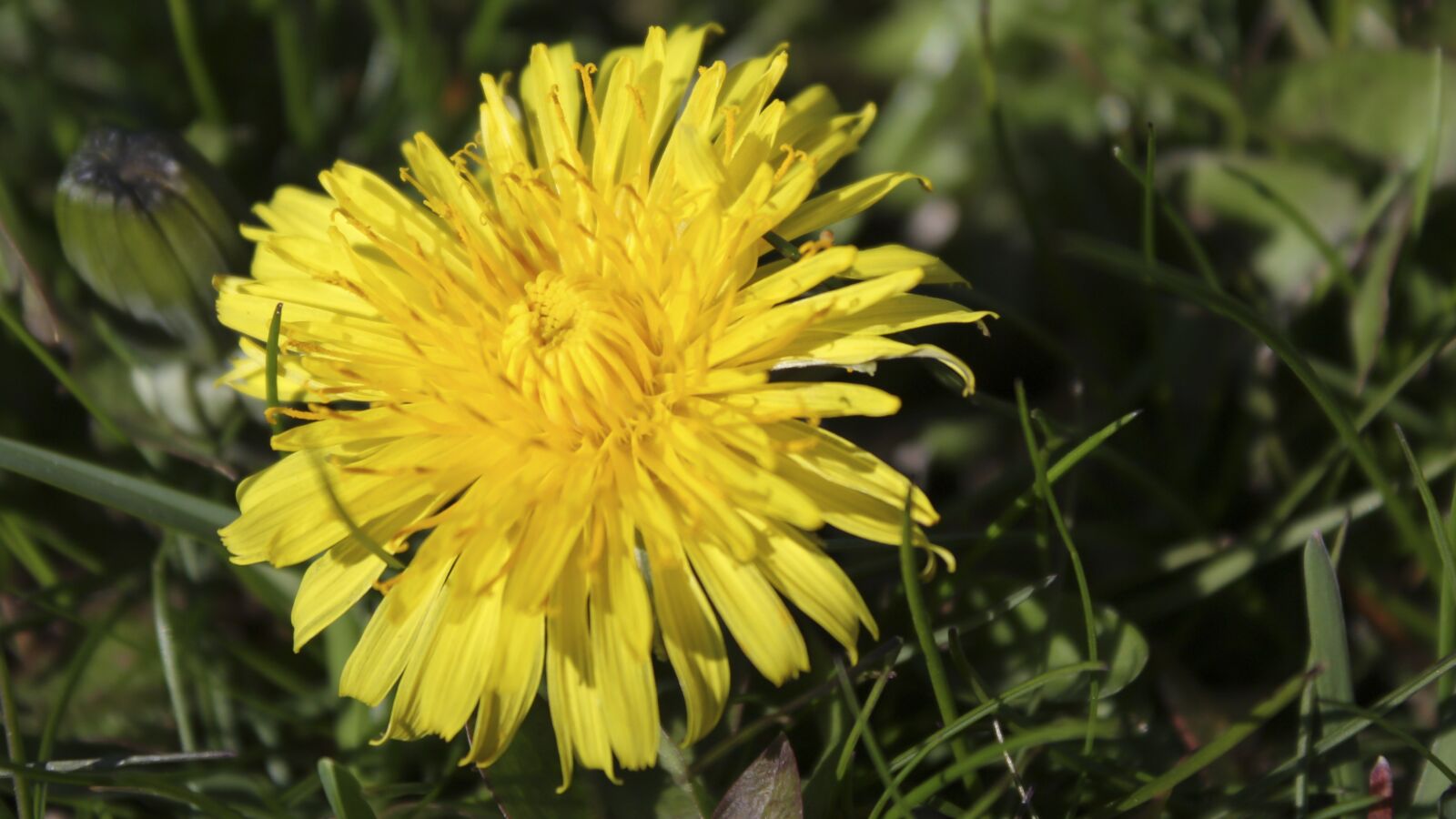Canon EOS 450D (EOS Rebel XSi / EOS Kiss X2) sample photo. Dandelion, grass, yellow photography