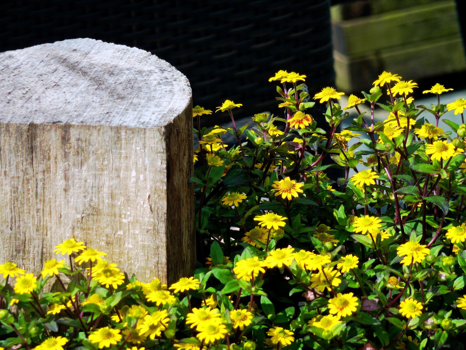 Panasonic DMC-TZ7 sample photo. Flowers, holzpflog, pflog photography