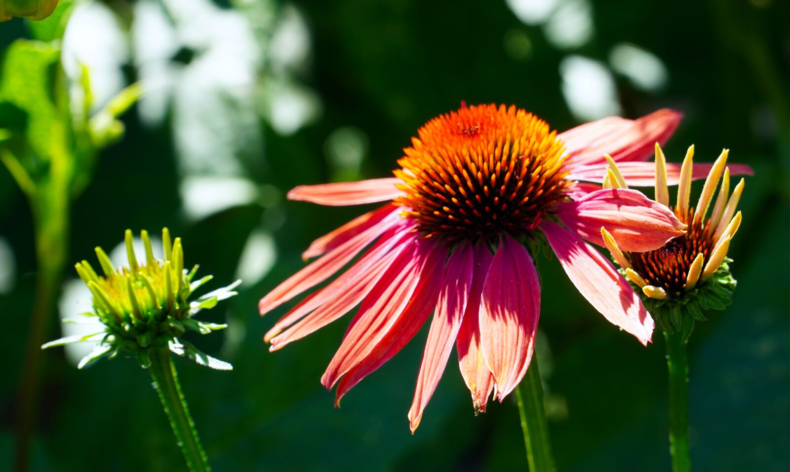 Sony a6400 sample photo. Echinacea, flower, blossom photography