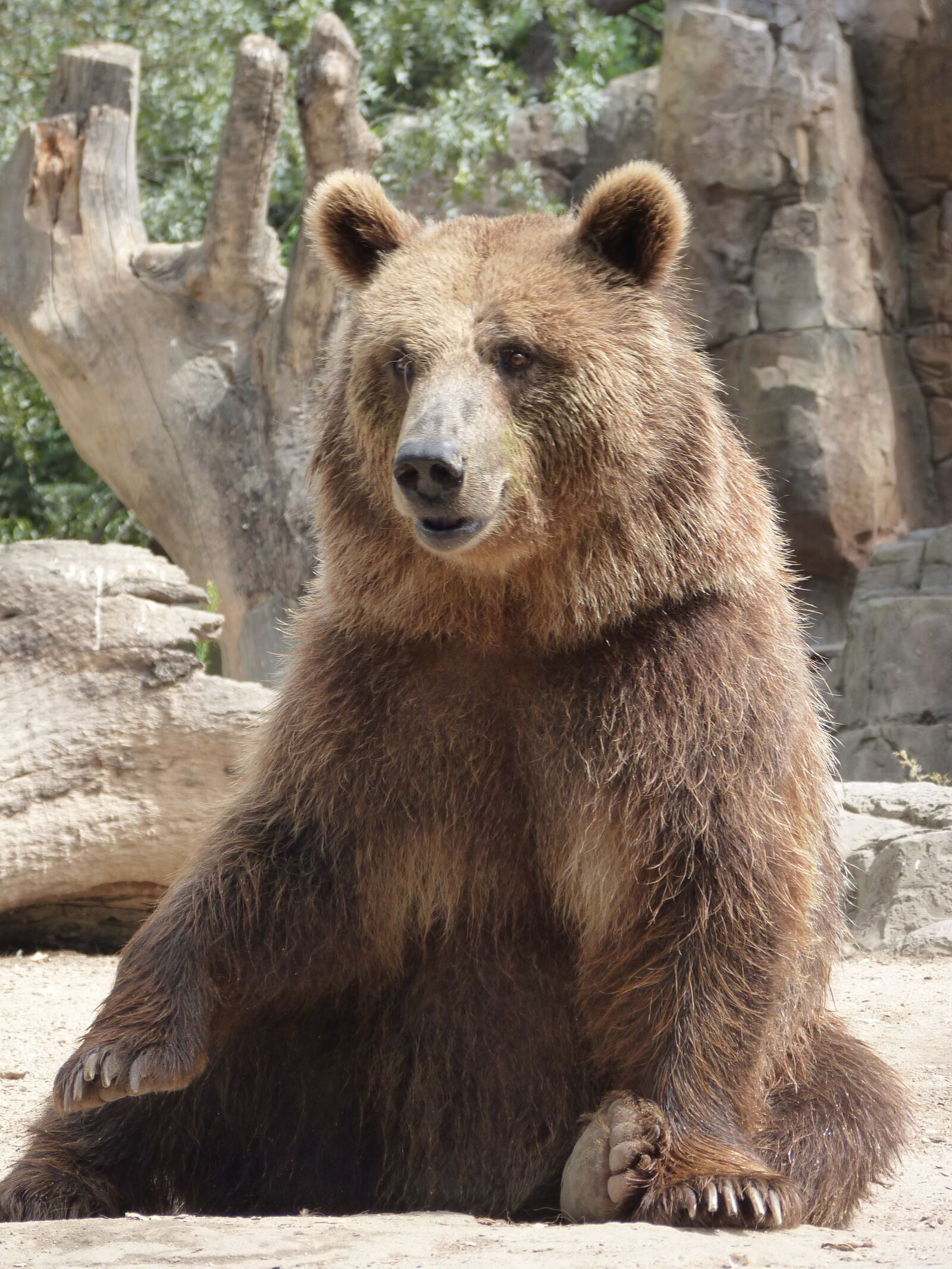 Panasonic Lumix DMC-FZ35 (Lumix DMC-FZ38) sample photo. Bear, squatting, fur photography
