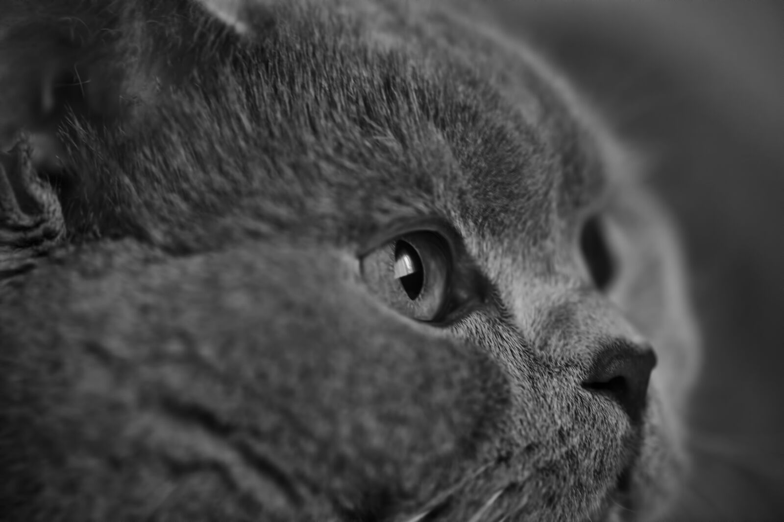 Nikon D3X sample photo. Cat, animal, british shorthair photography