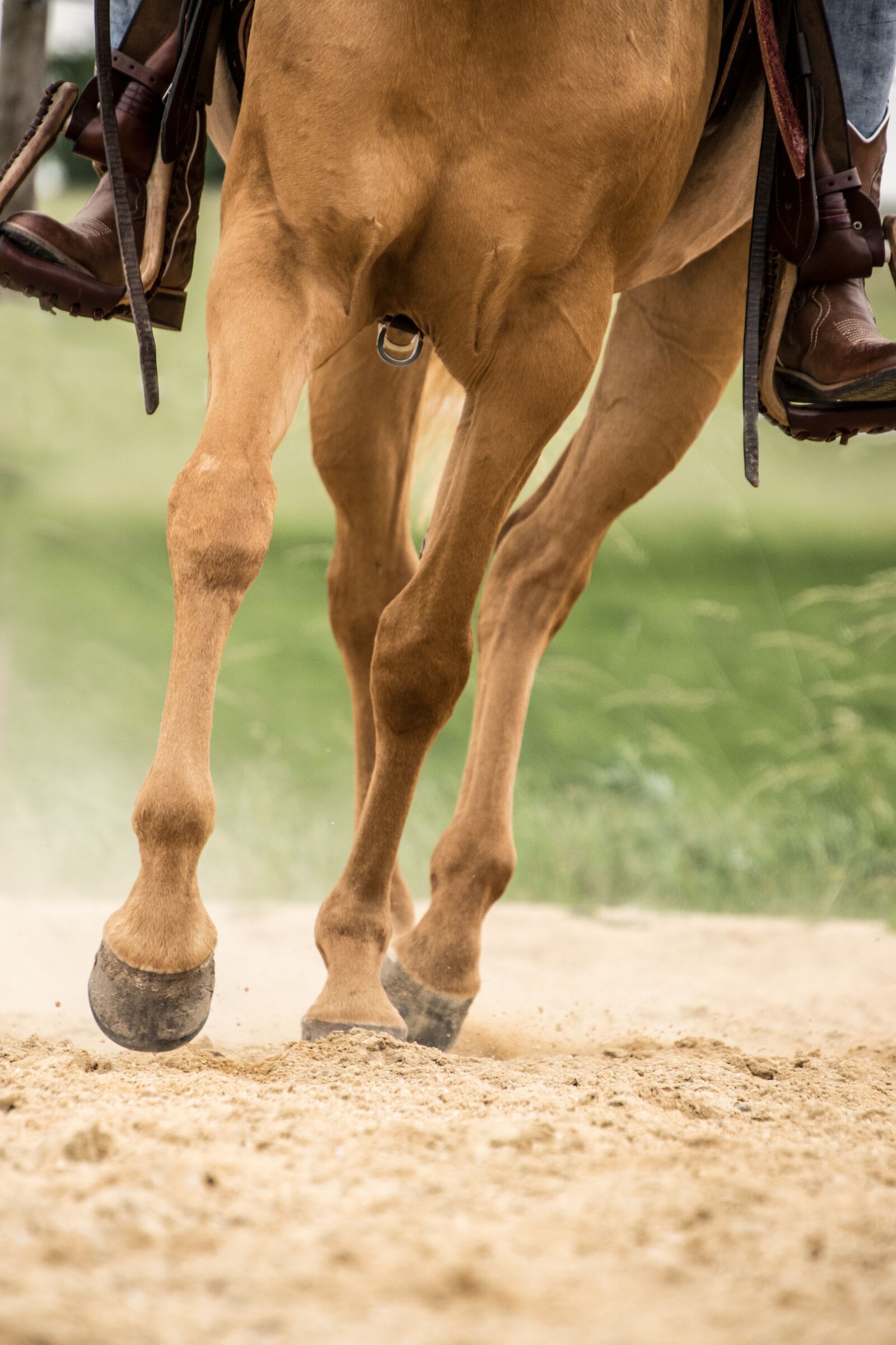 Nikon D3300 sample photo. Horse, trot, hoof photography